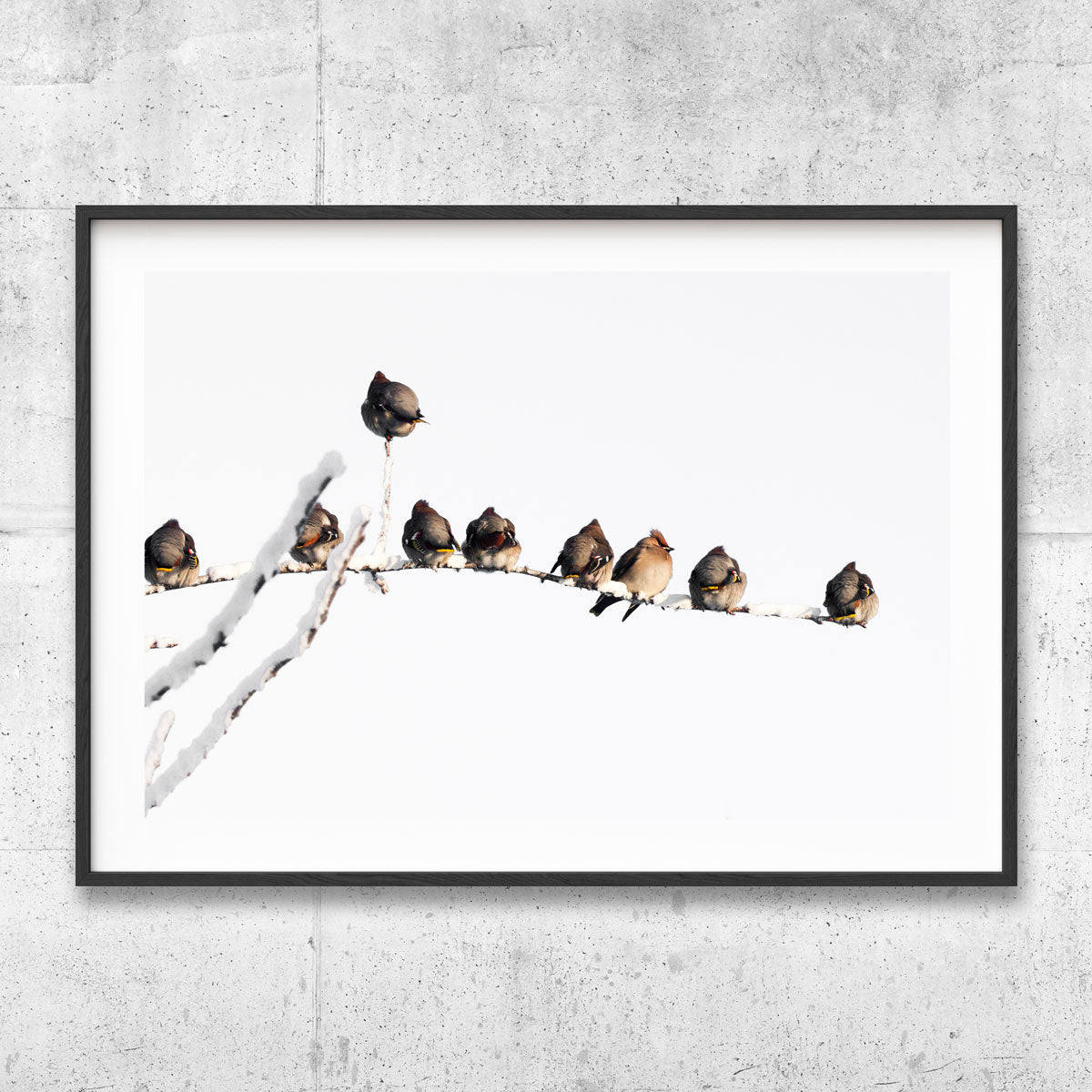 Birds in a row