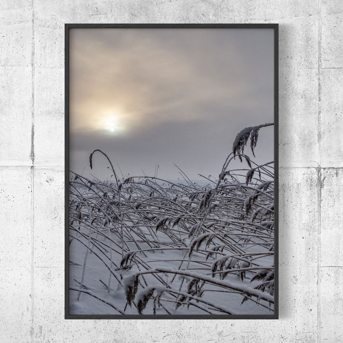 Winter reed