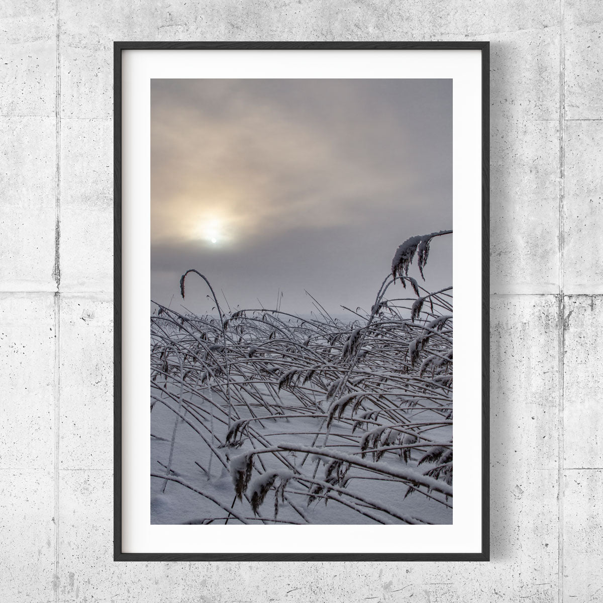 Winter reed