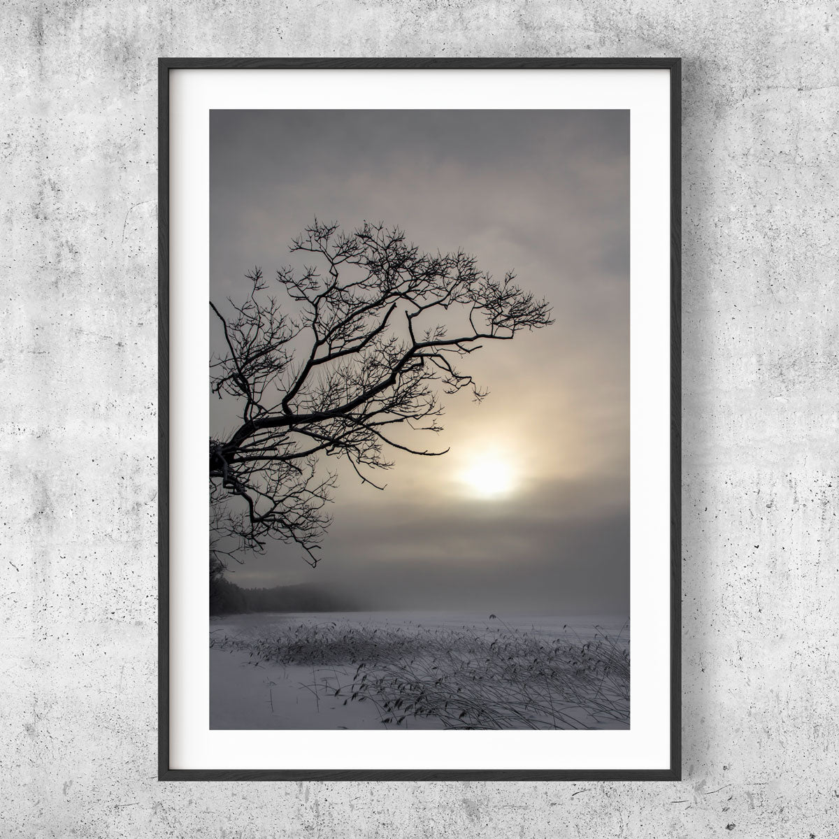 Winter tree silhouette