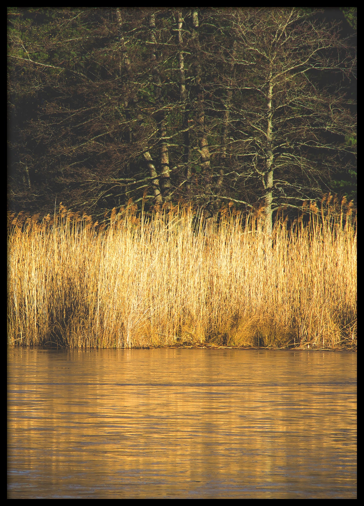 Reed