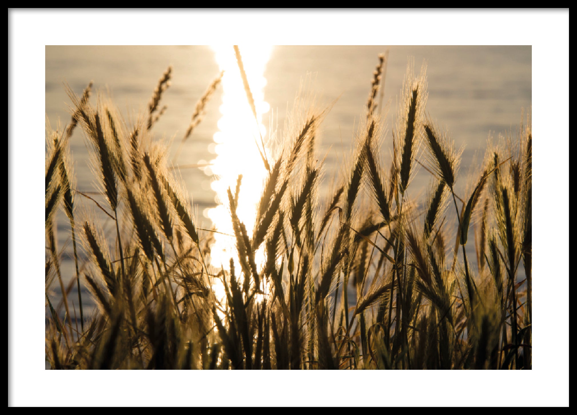 Bellingham sunset reed