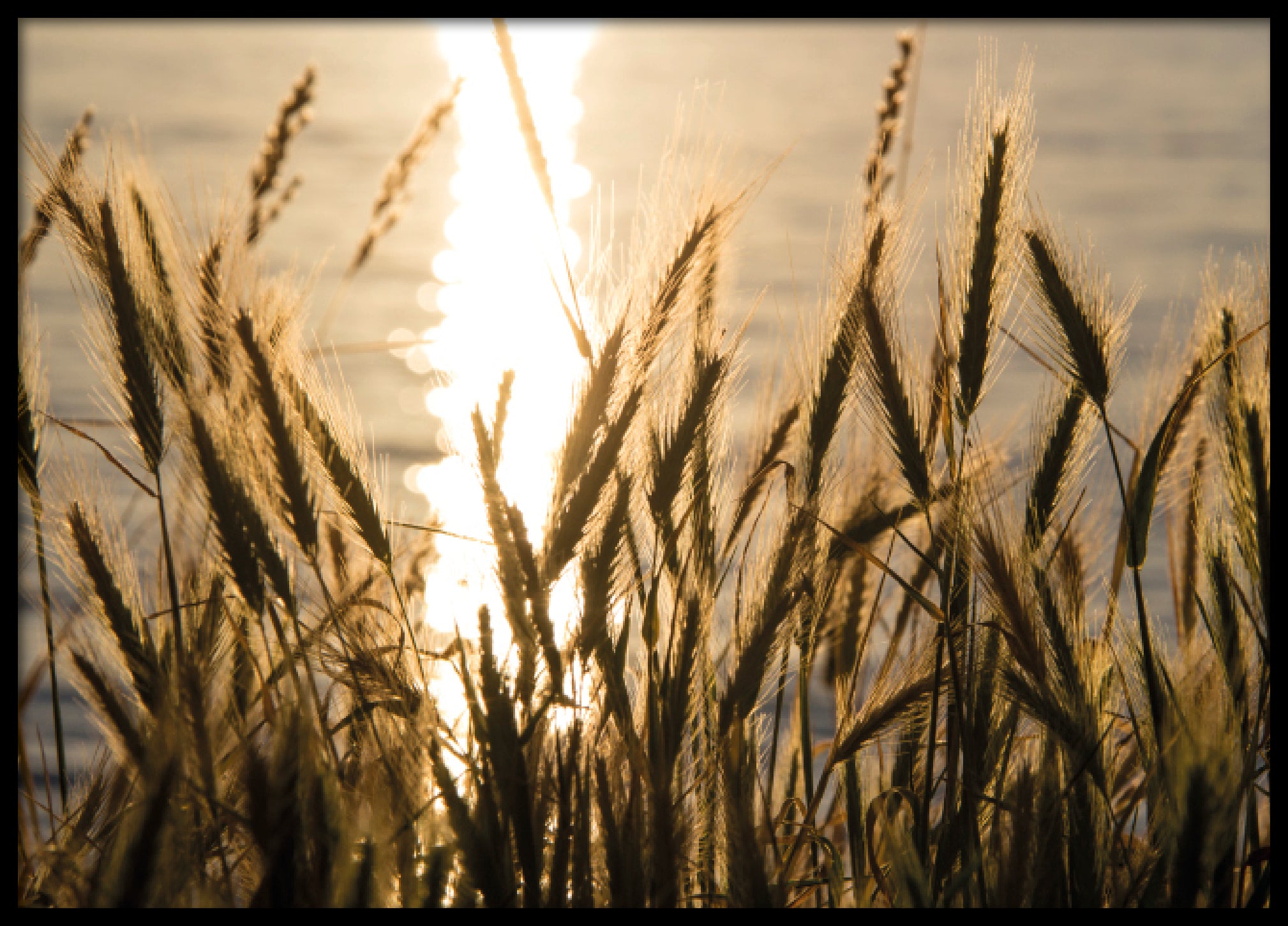 Bellingham sunset reed