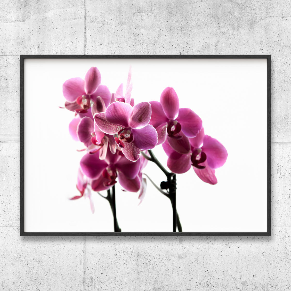 Orchid