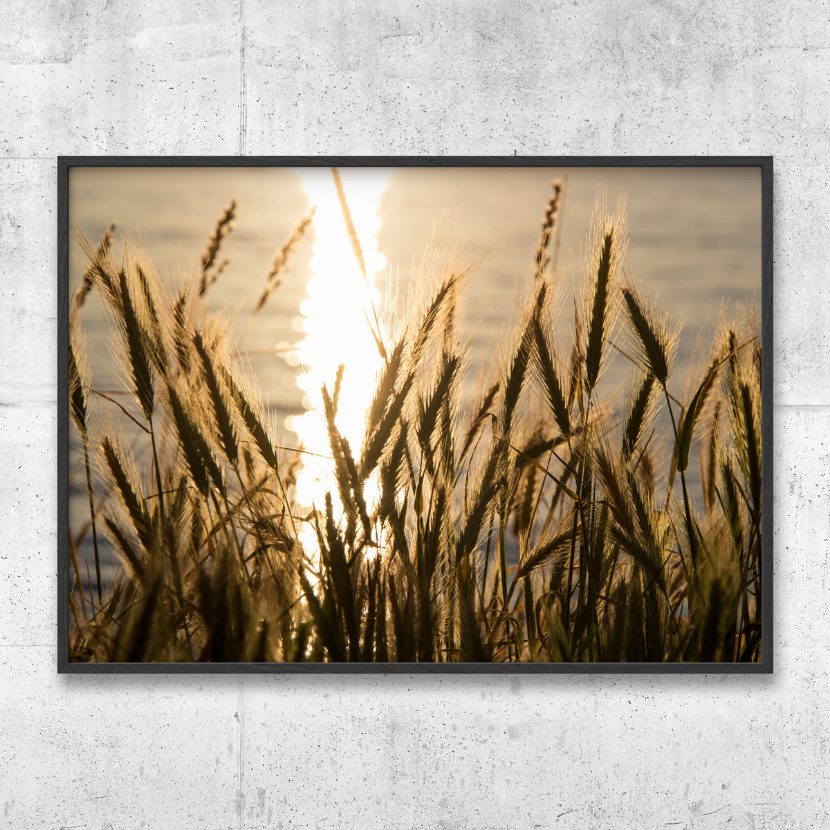 Bellingham sunset reed