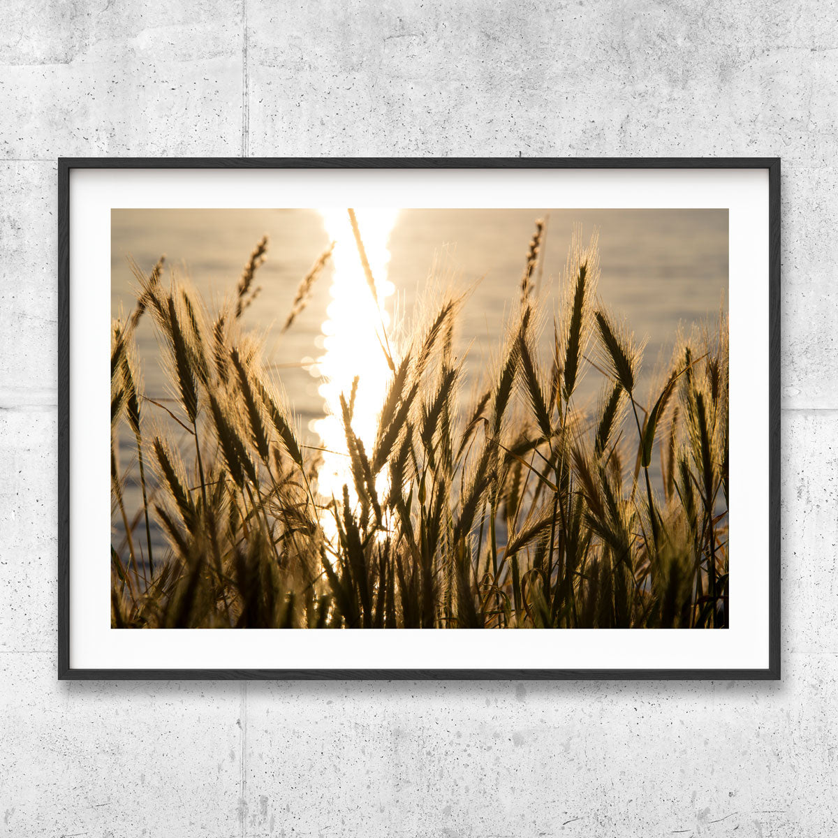 Bellingham sunset reed