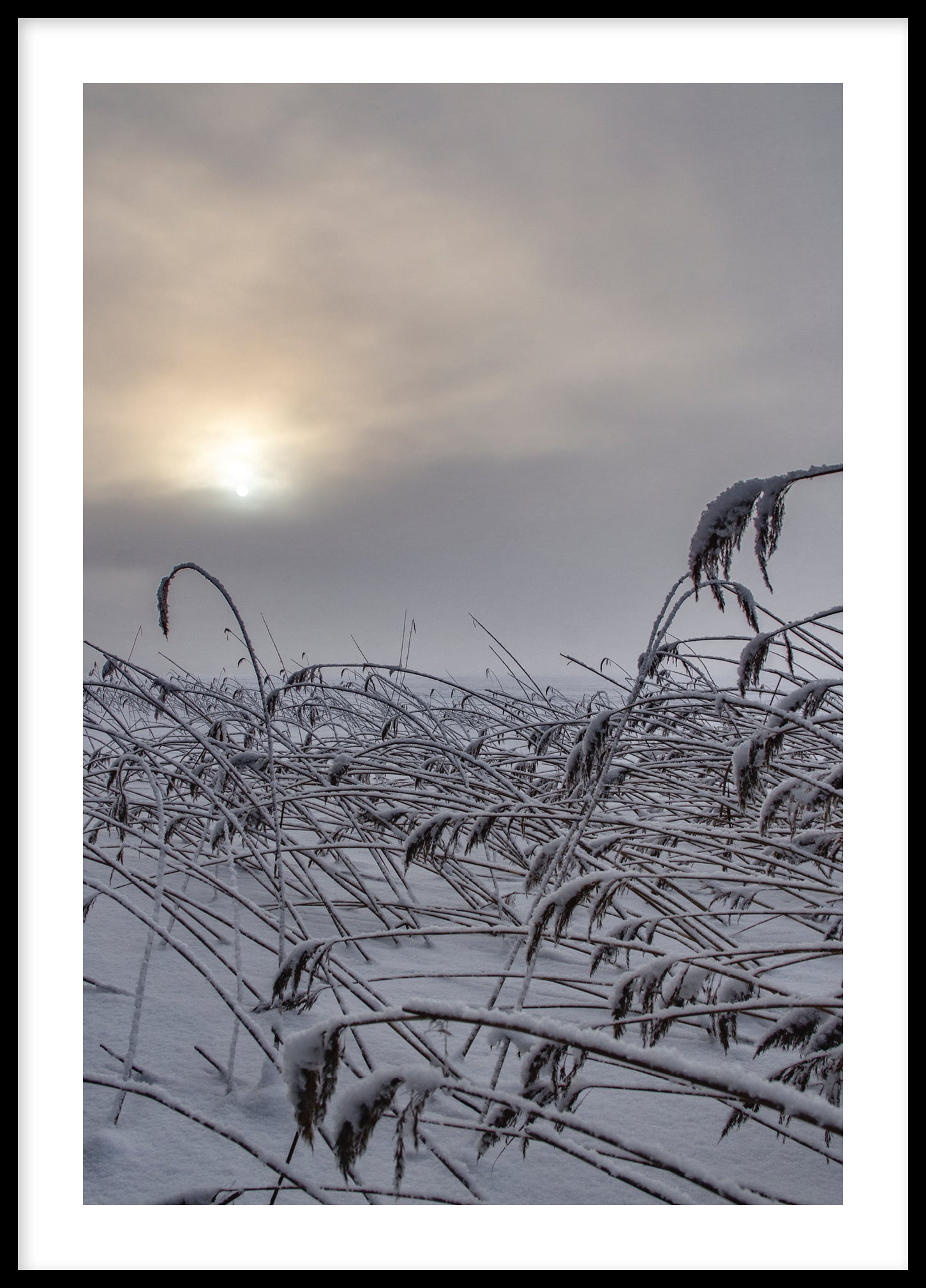 Winter reed