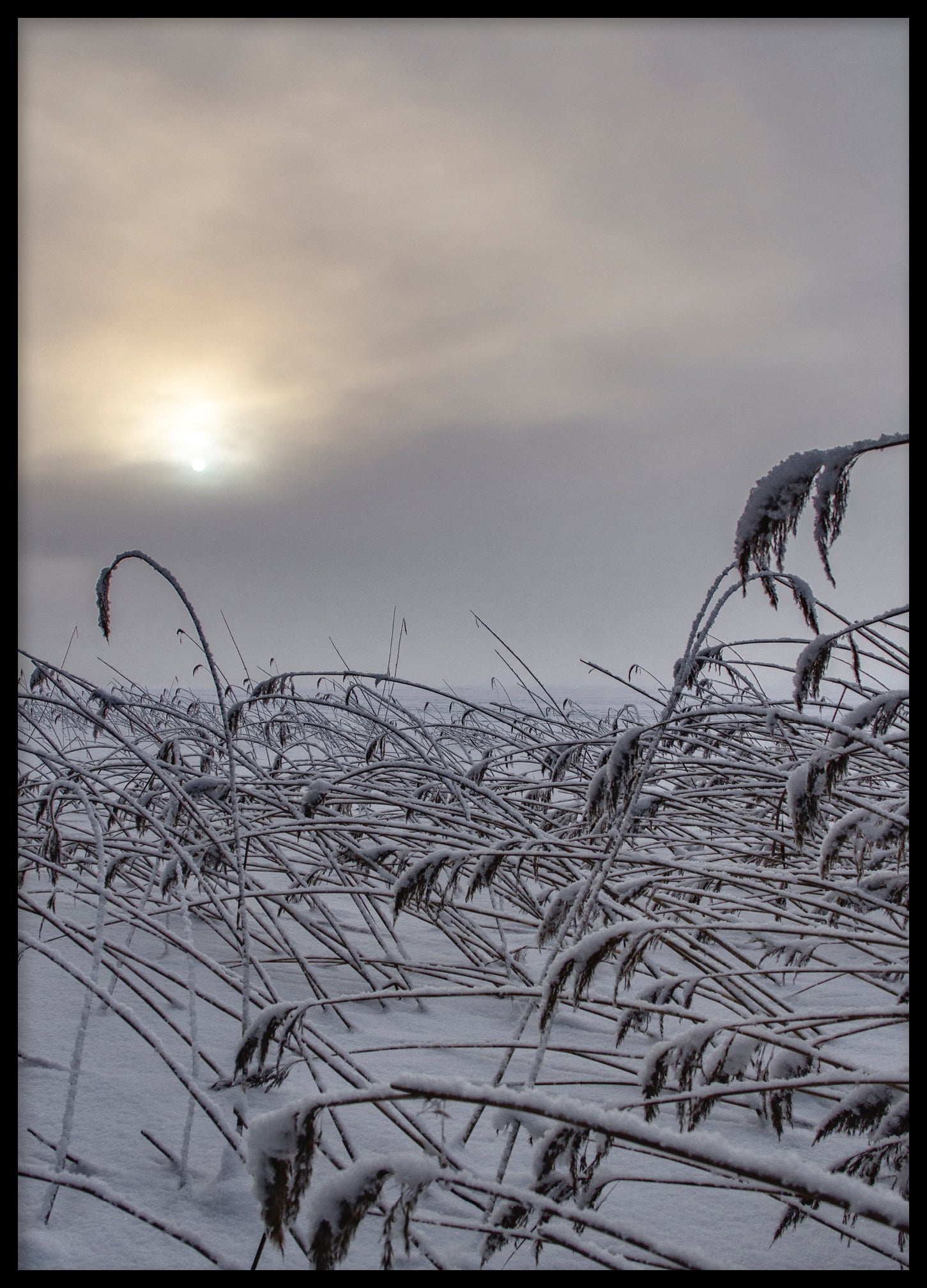 Winter reed