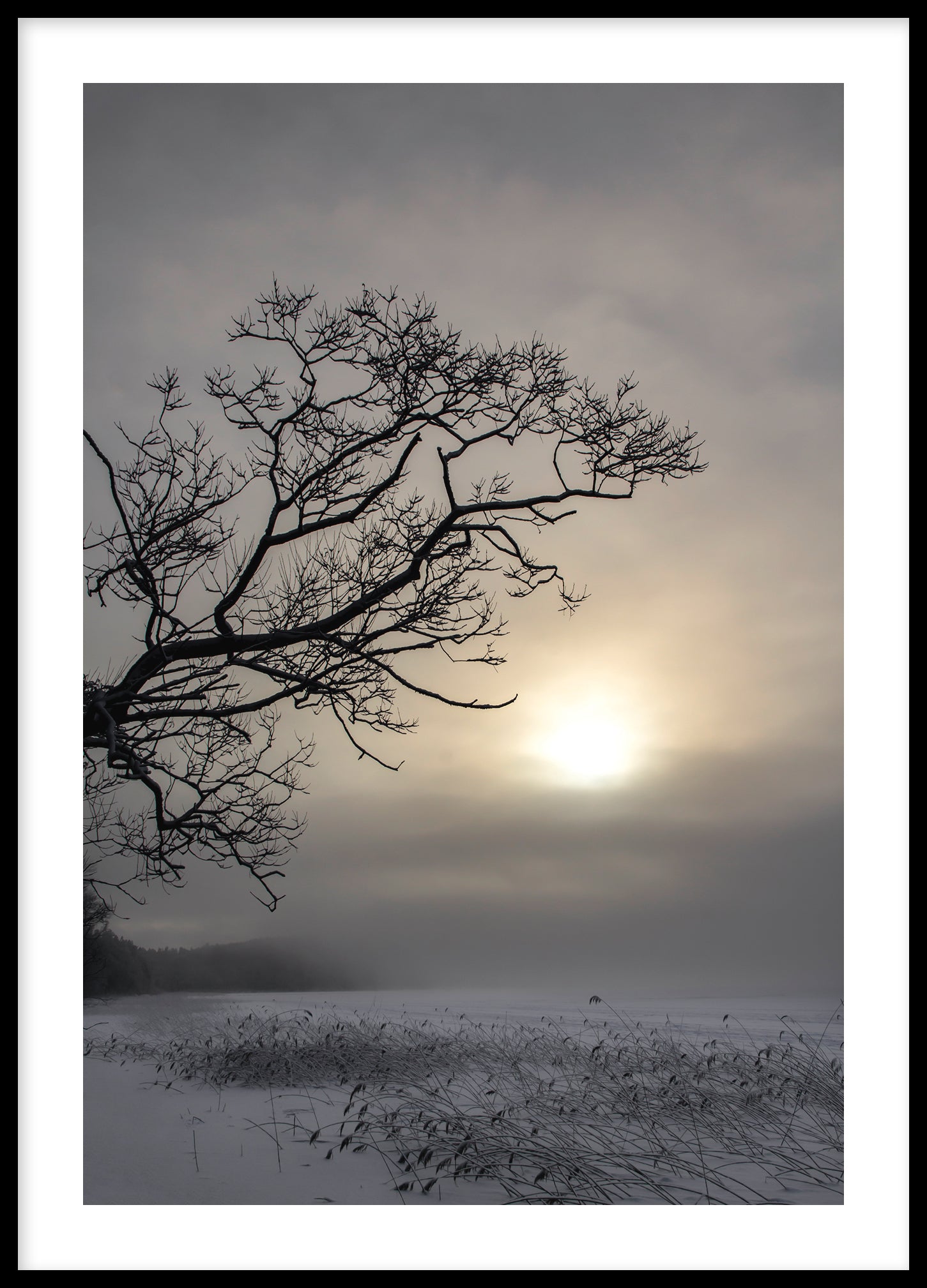 Winter tree silhouette