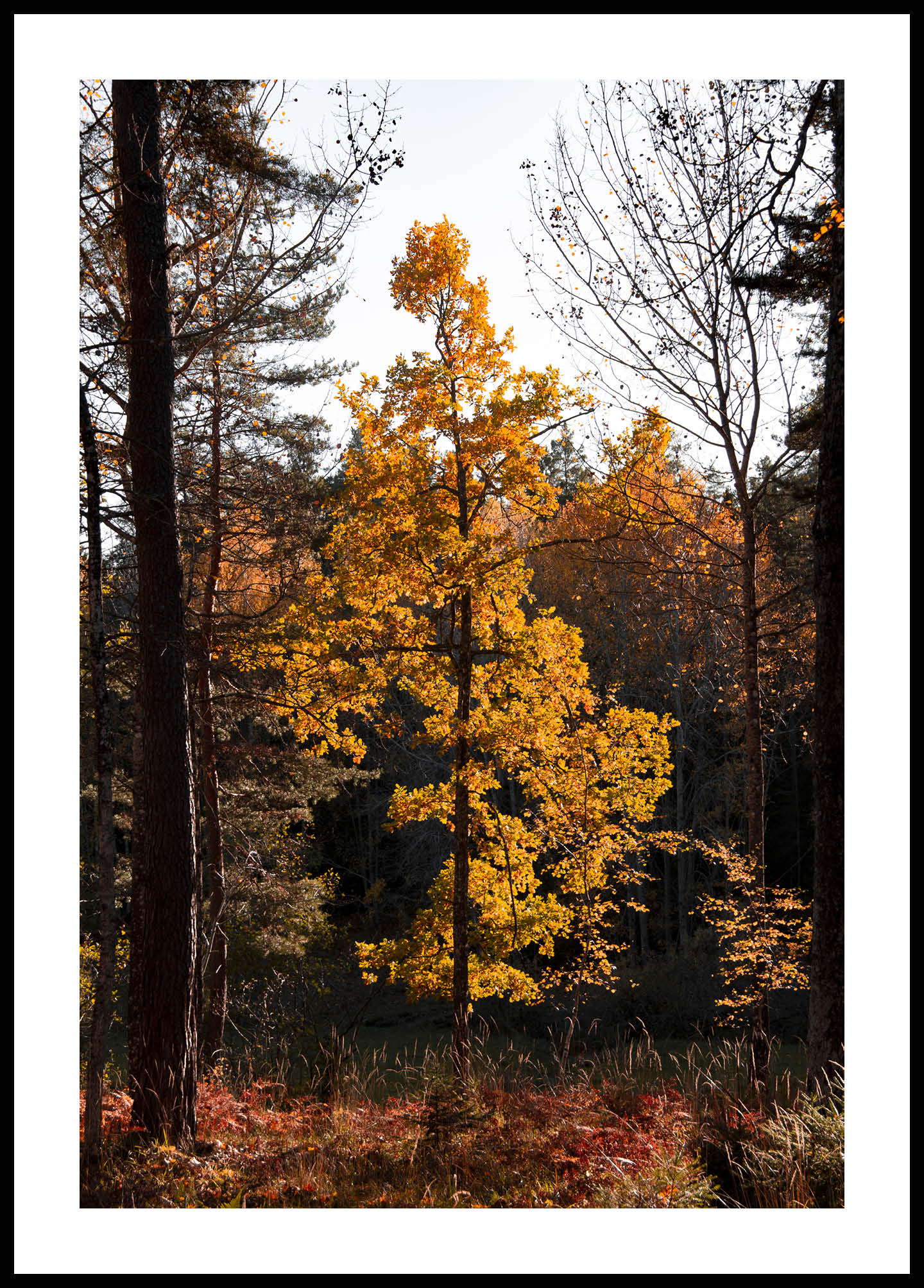 Yellow tree no 2