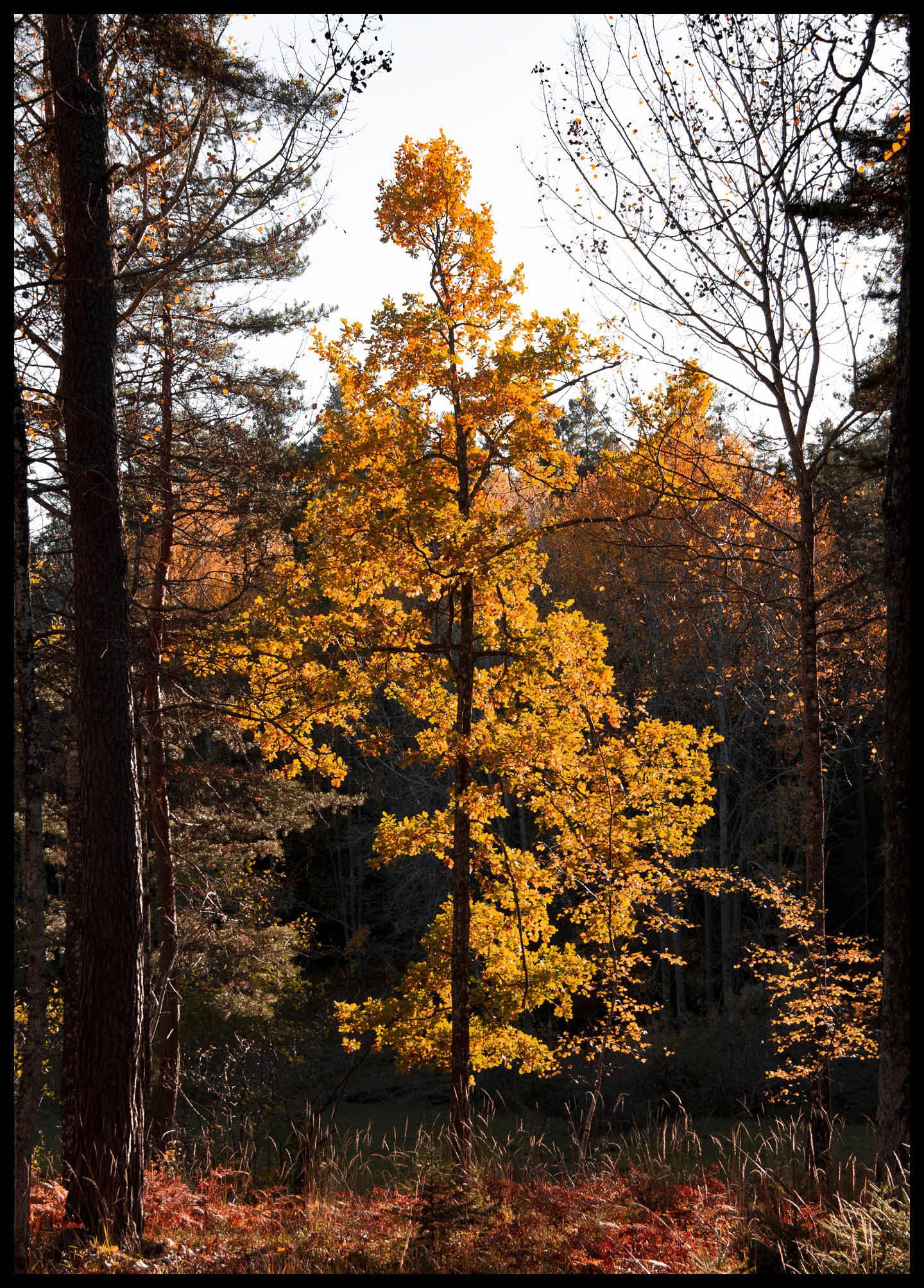 Yellow tree no 2