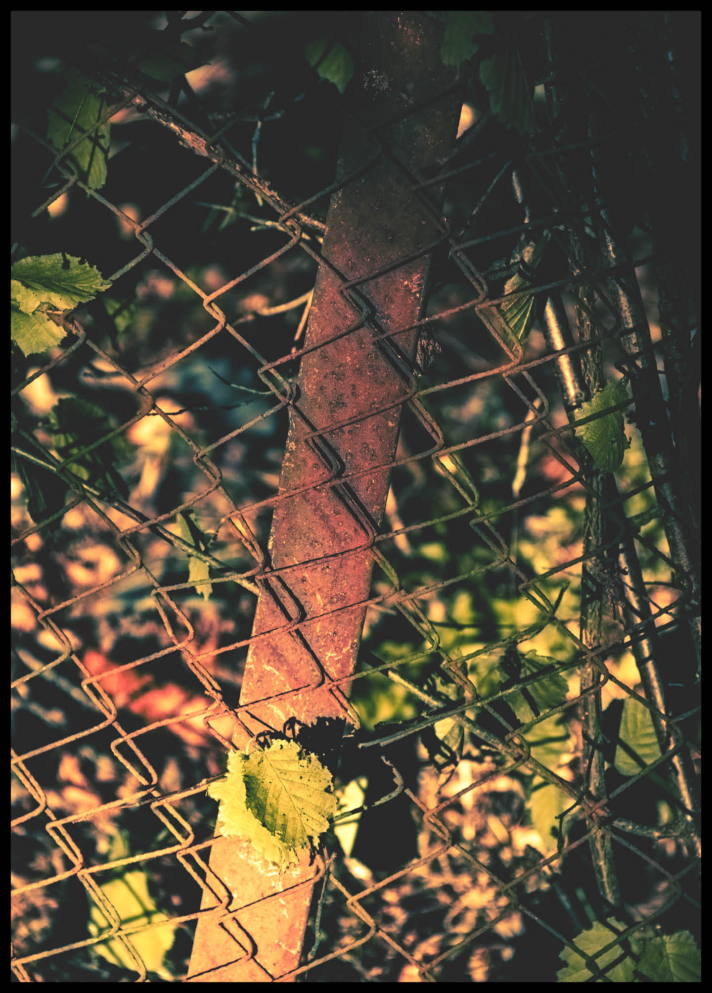 Old fence