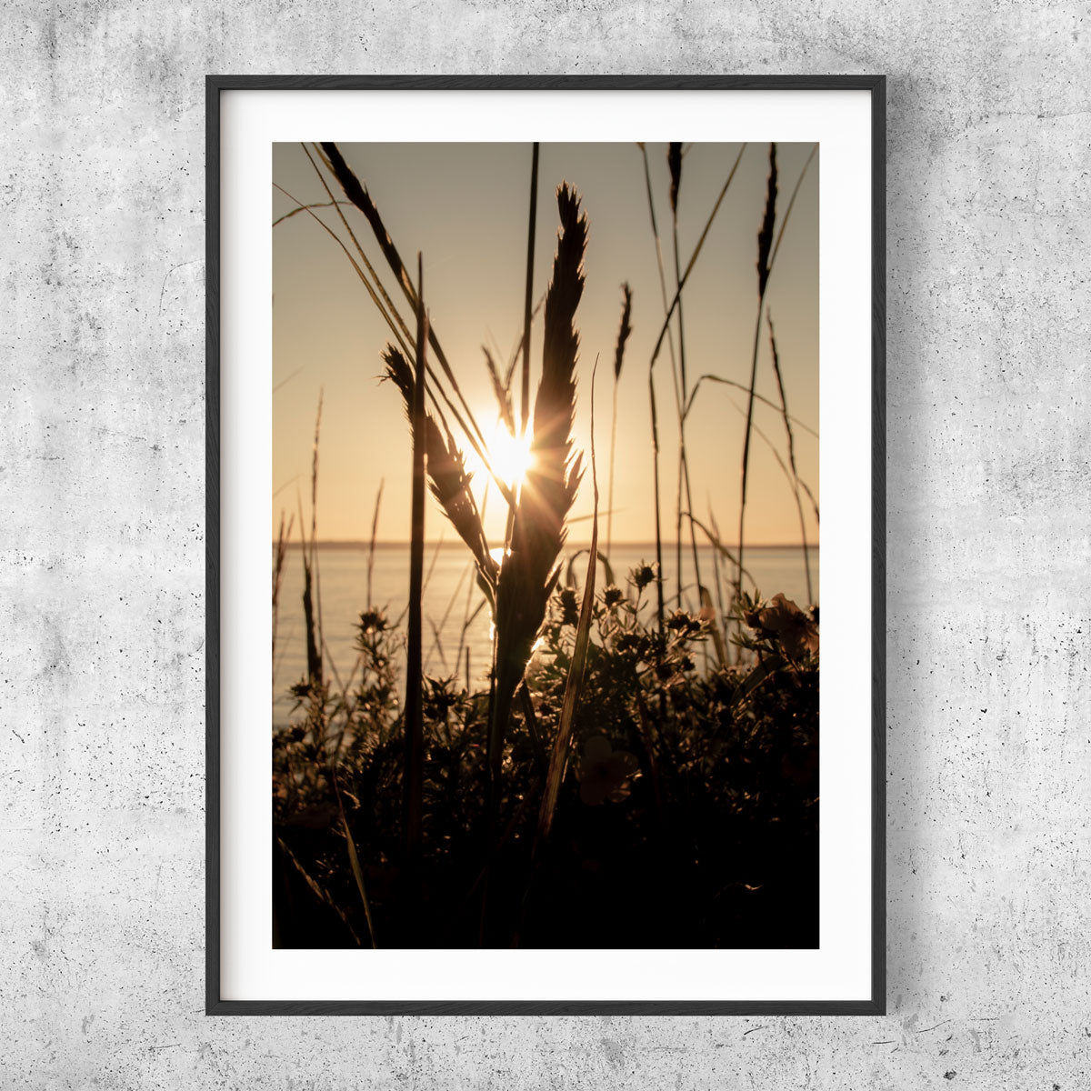 Coast reed silhouette