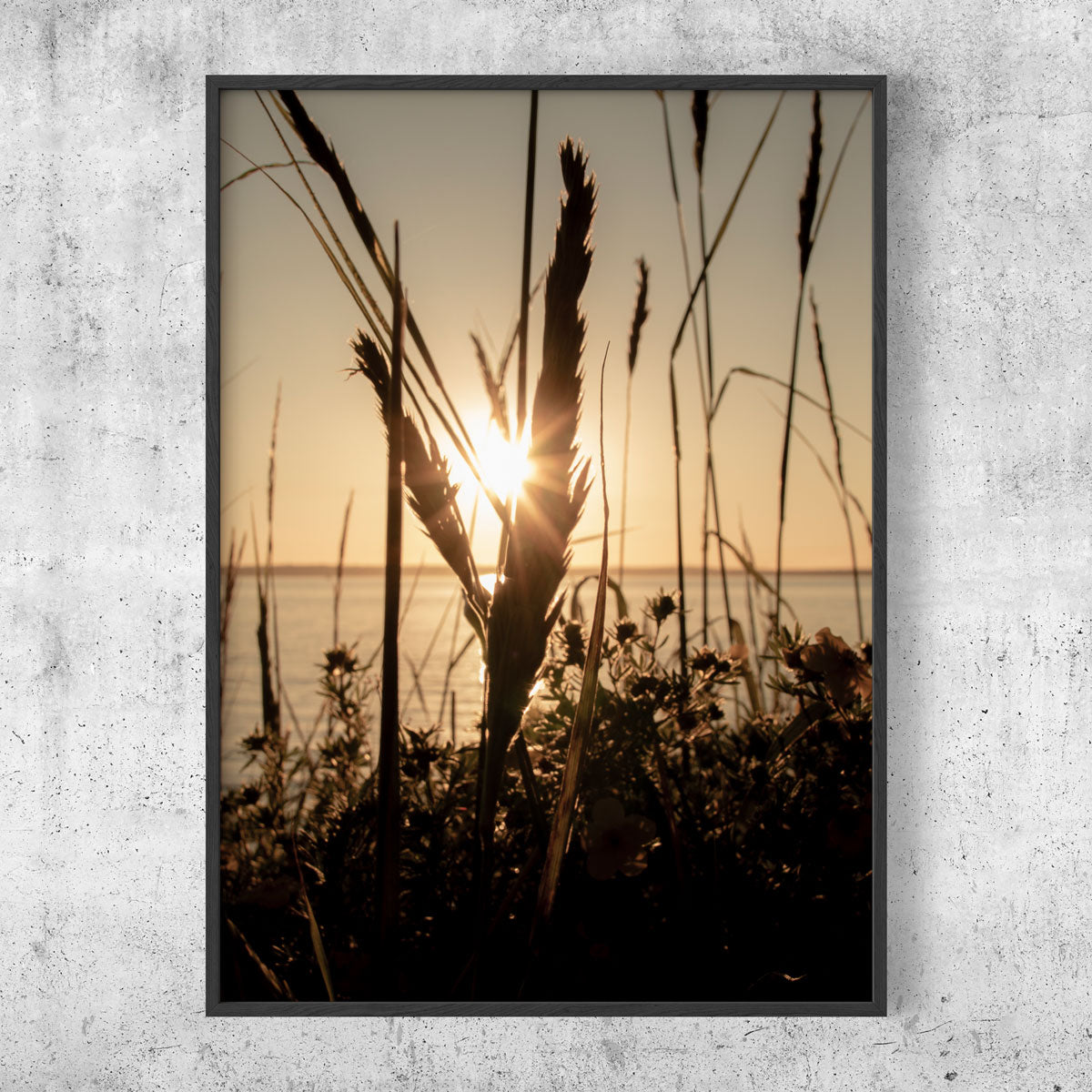 Coast reed silhouette