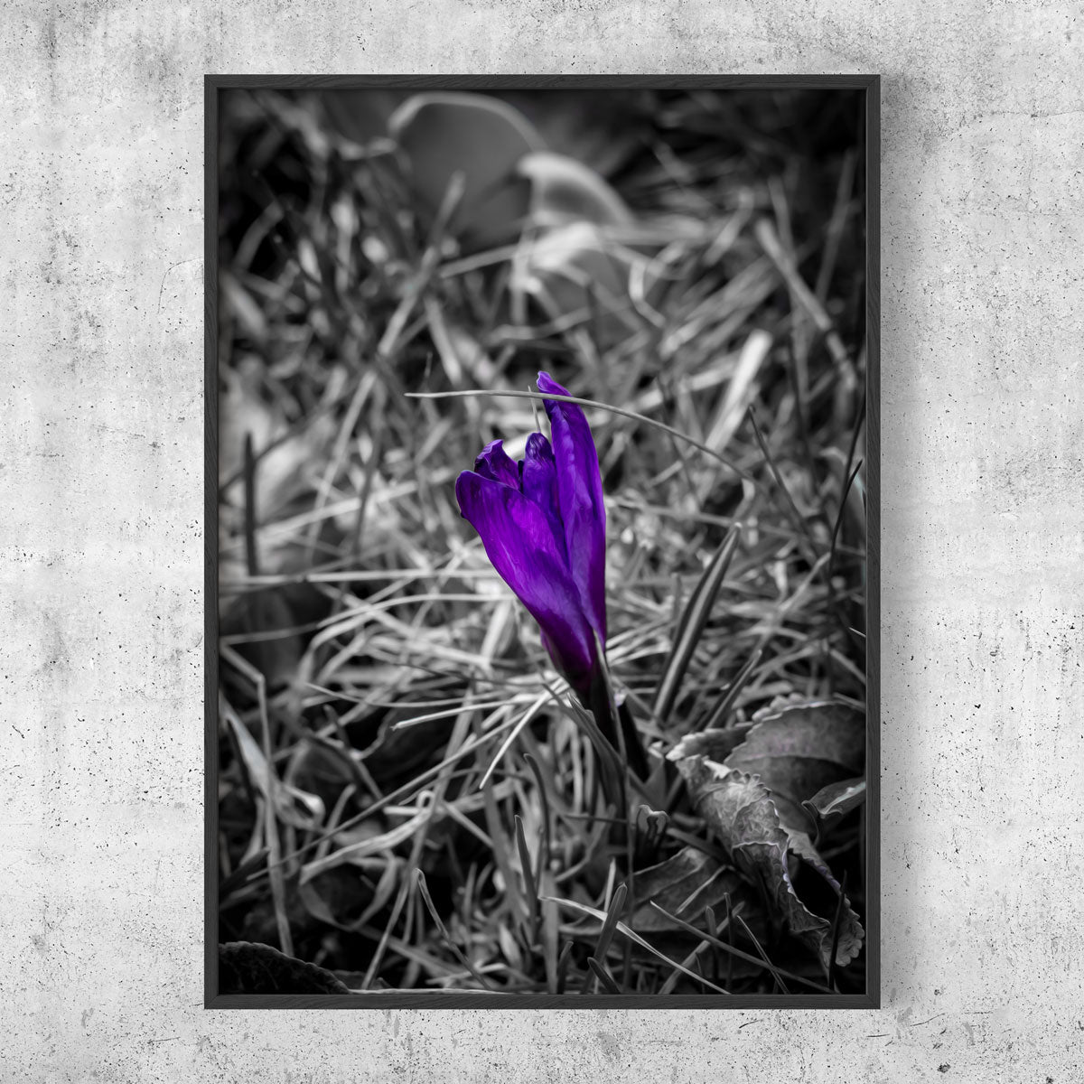 Purple flower