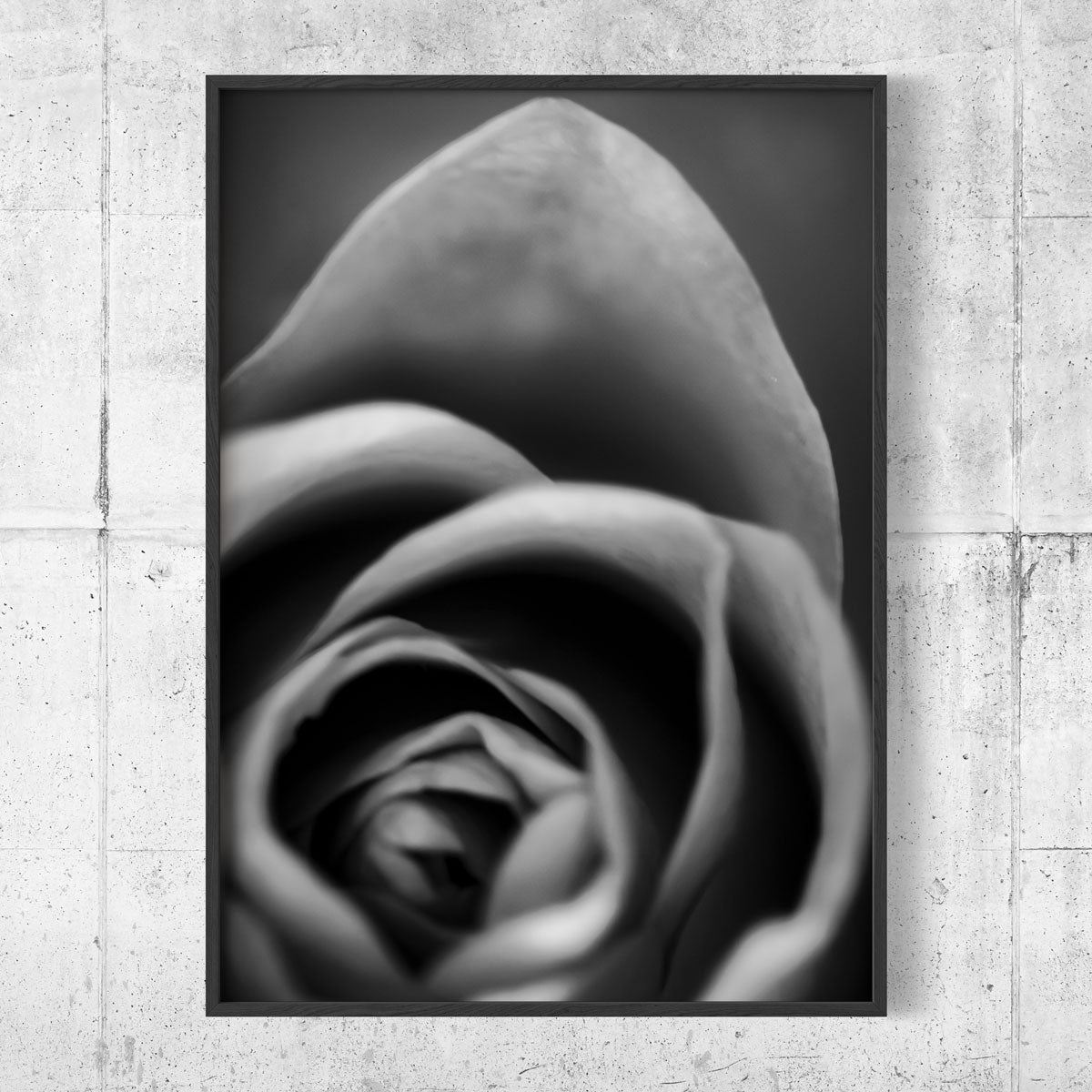 Rose Black and White