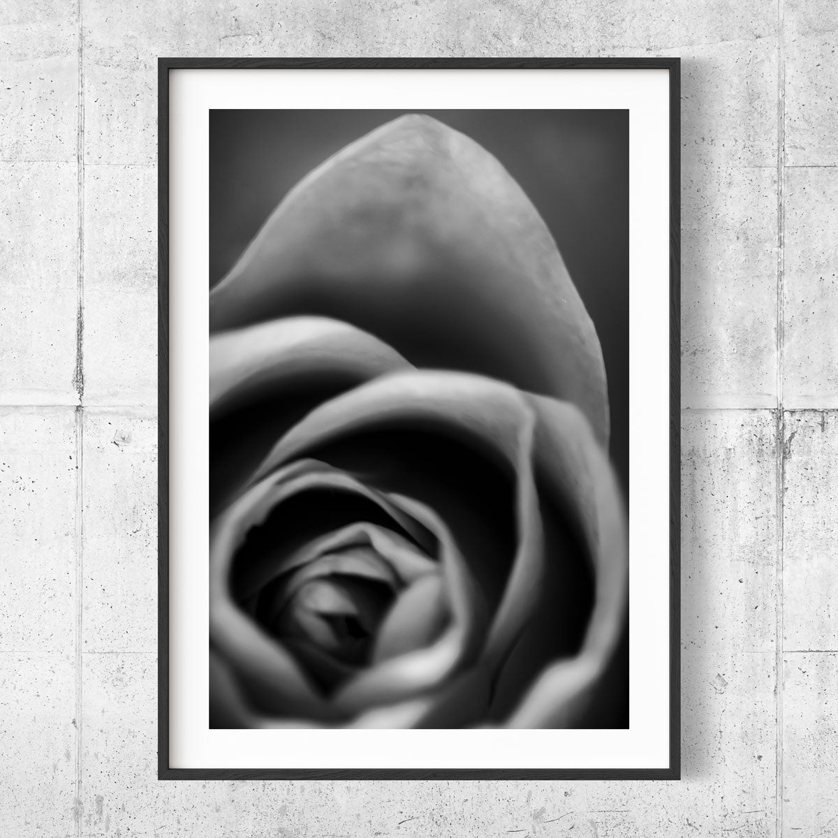 Rose Black and White