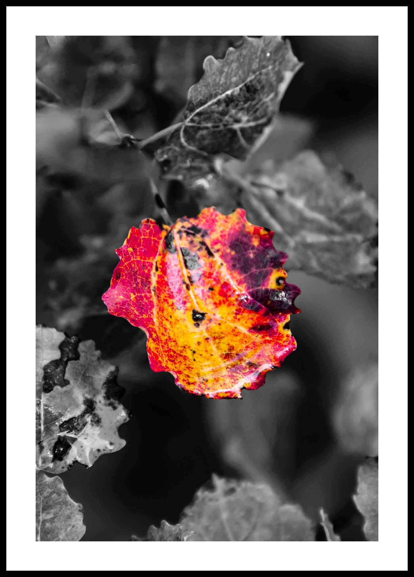 Colorful leaf poster