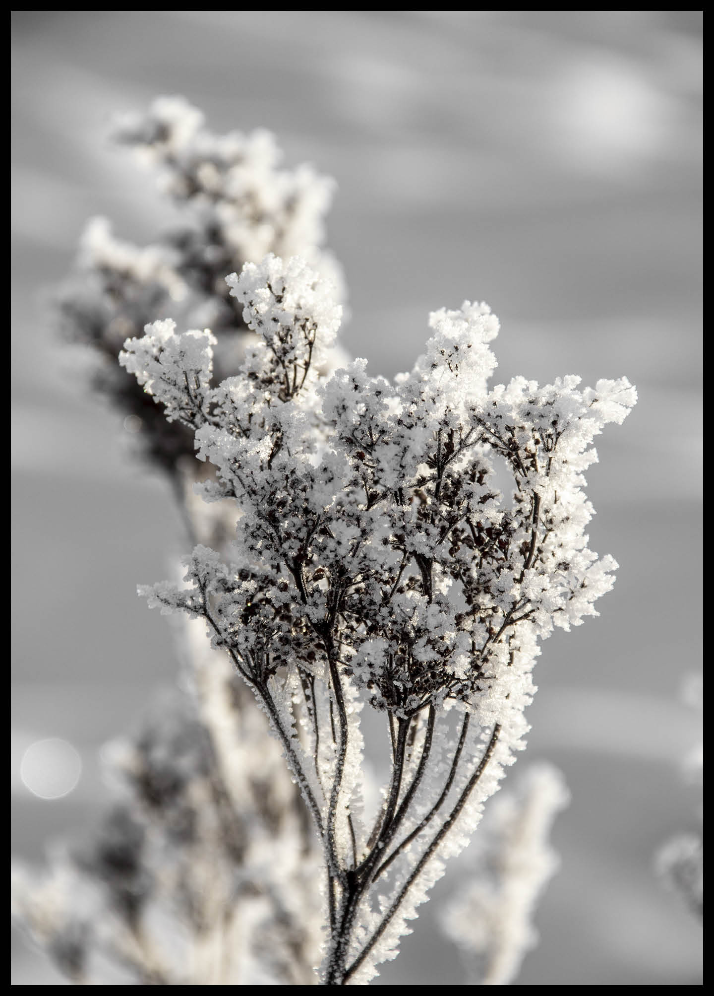 Winter Plant II