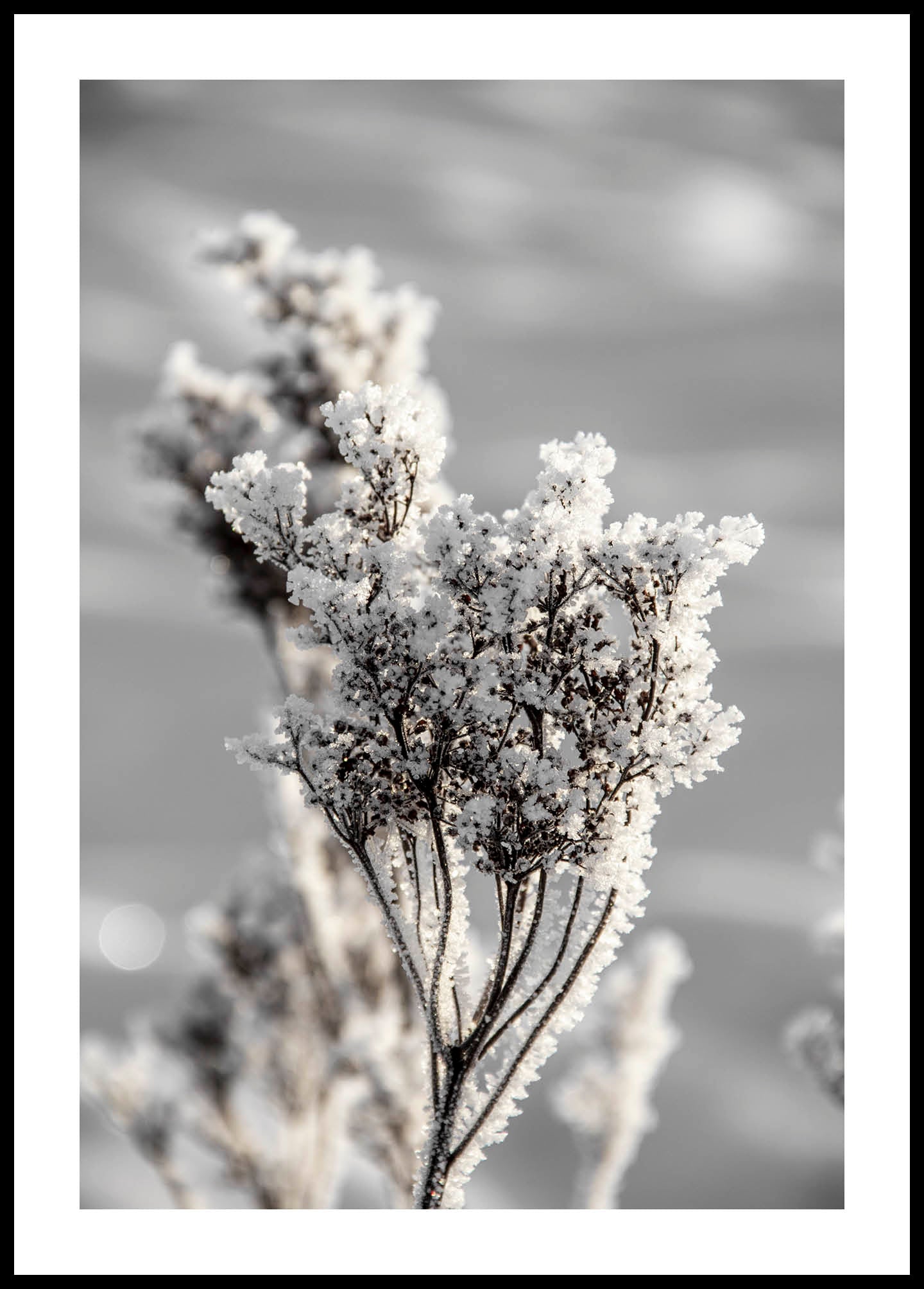 Winter Plant II