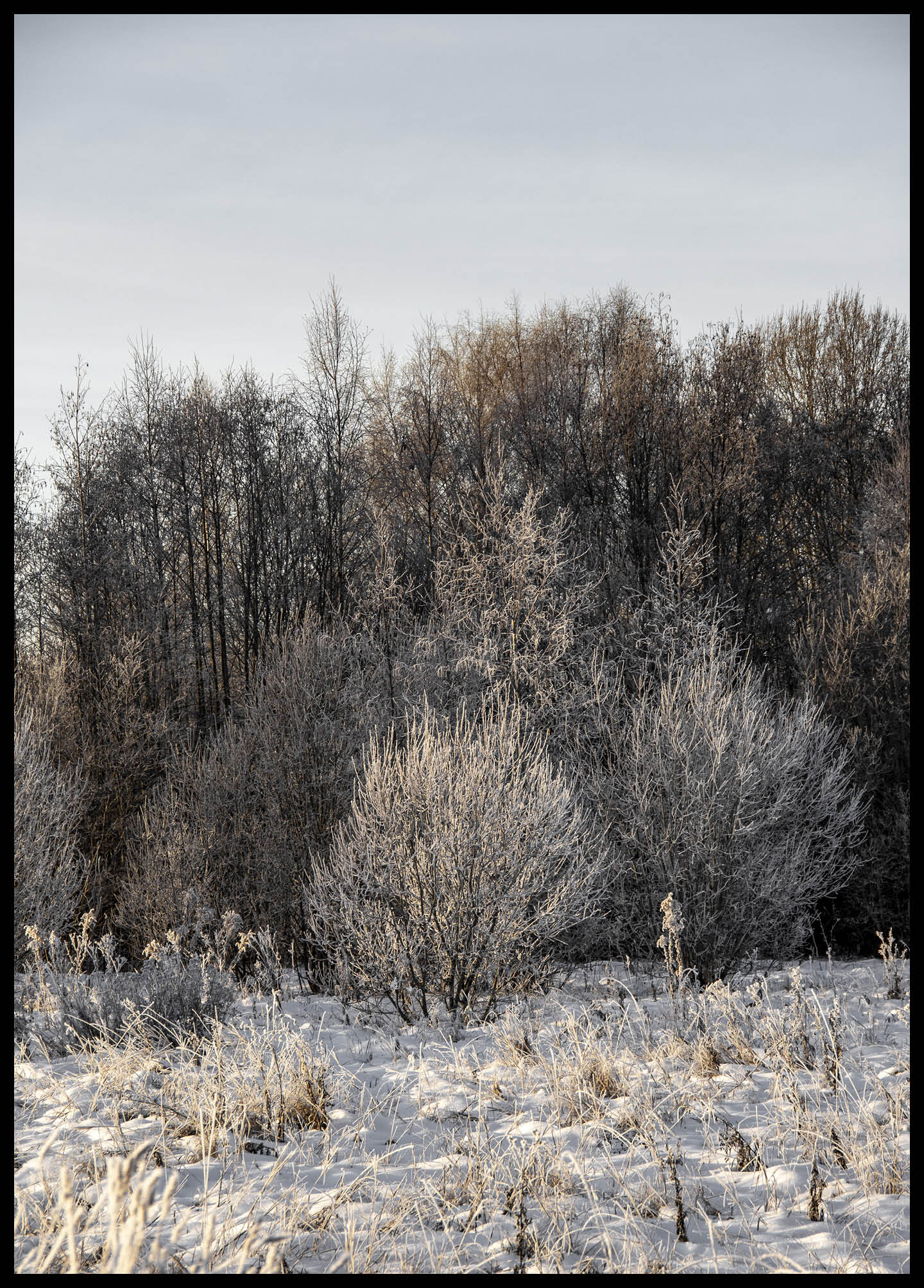 Winter Trees