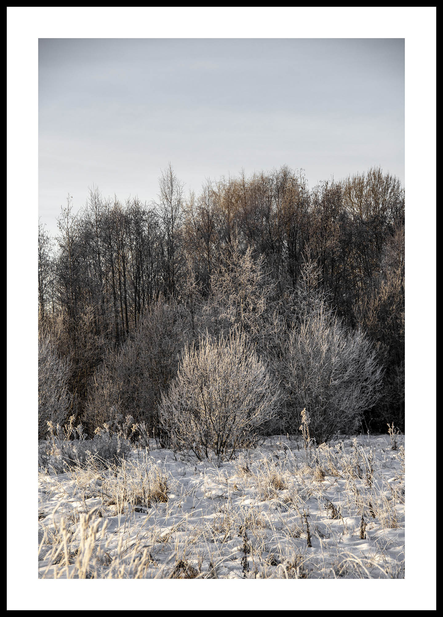 Winter Trees