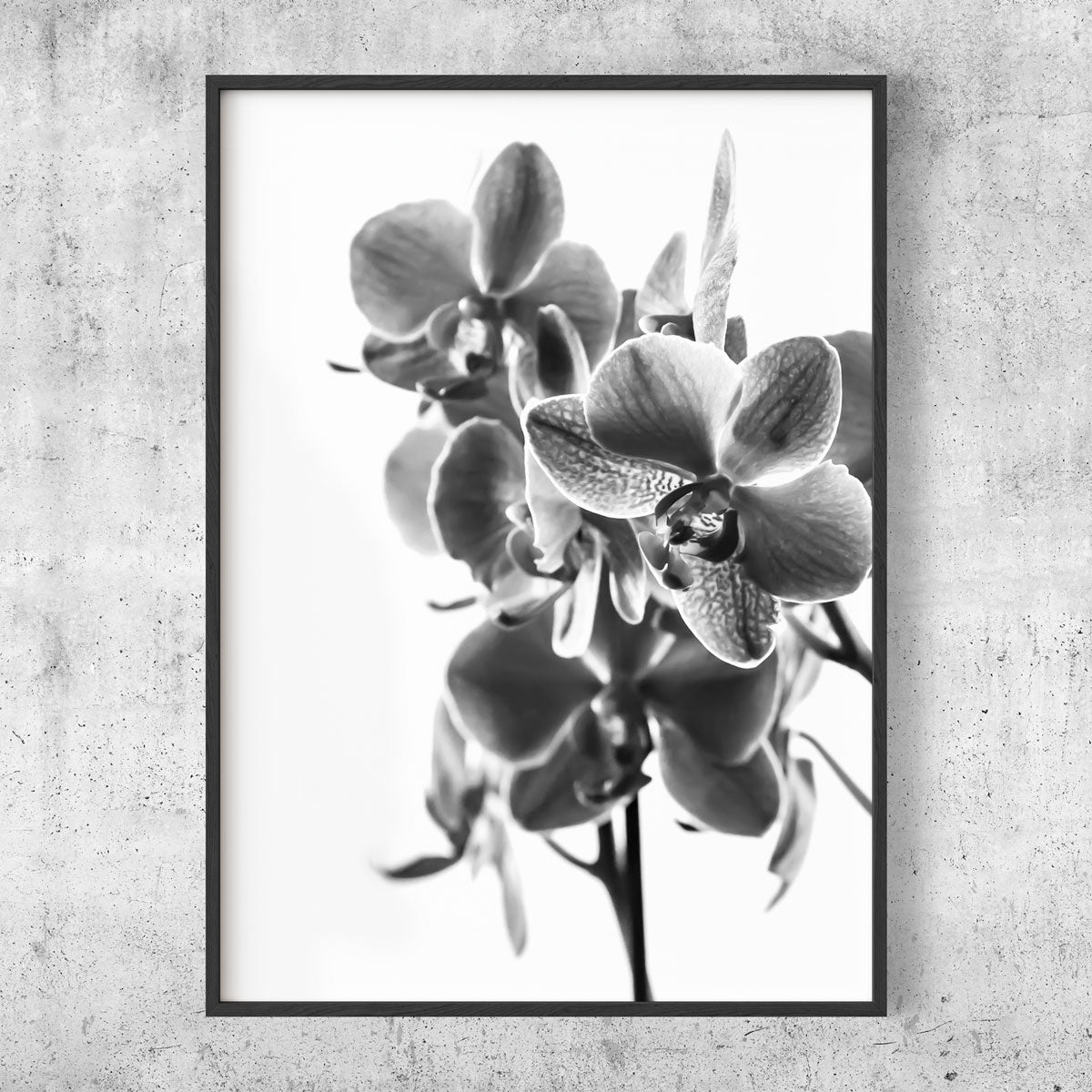 Orchid black and white