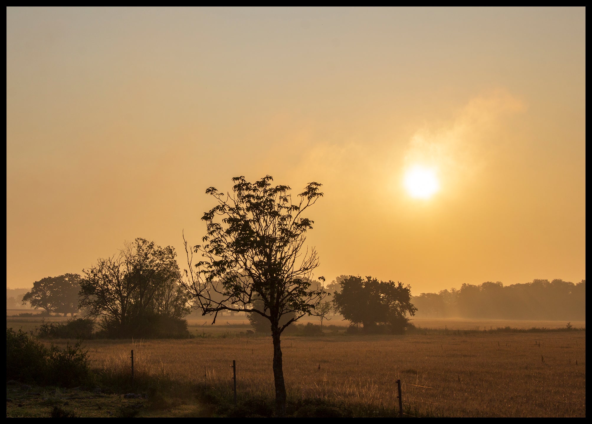 Gotland morning landscape