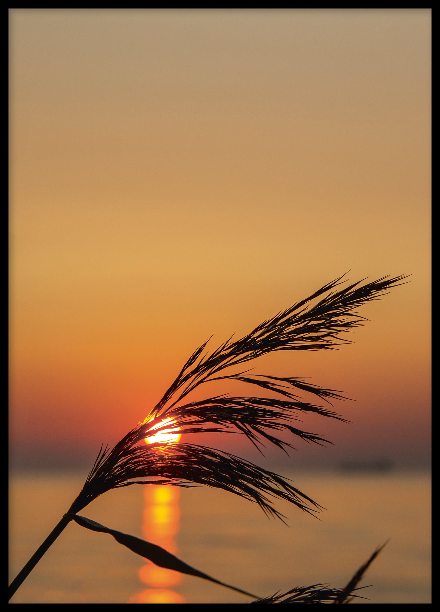 Morning color silhouette Gotland