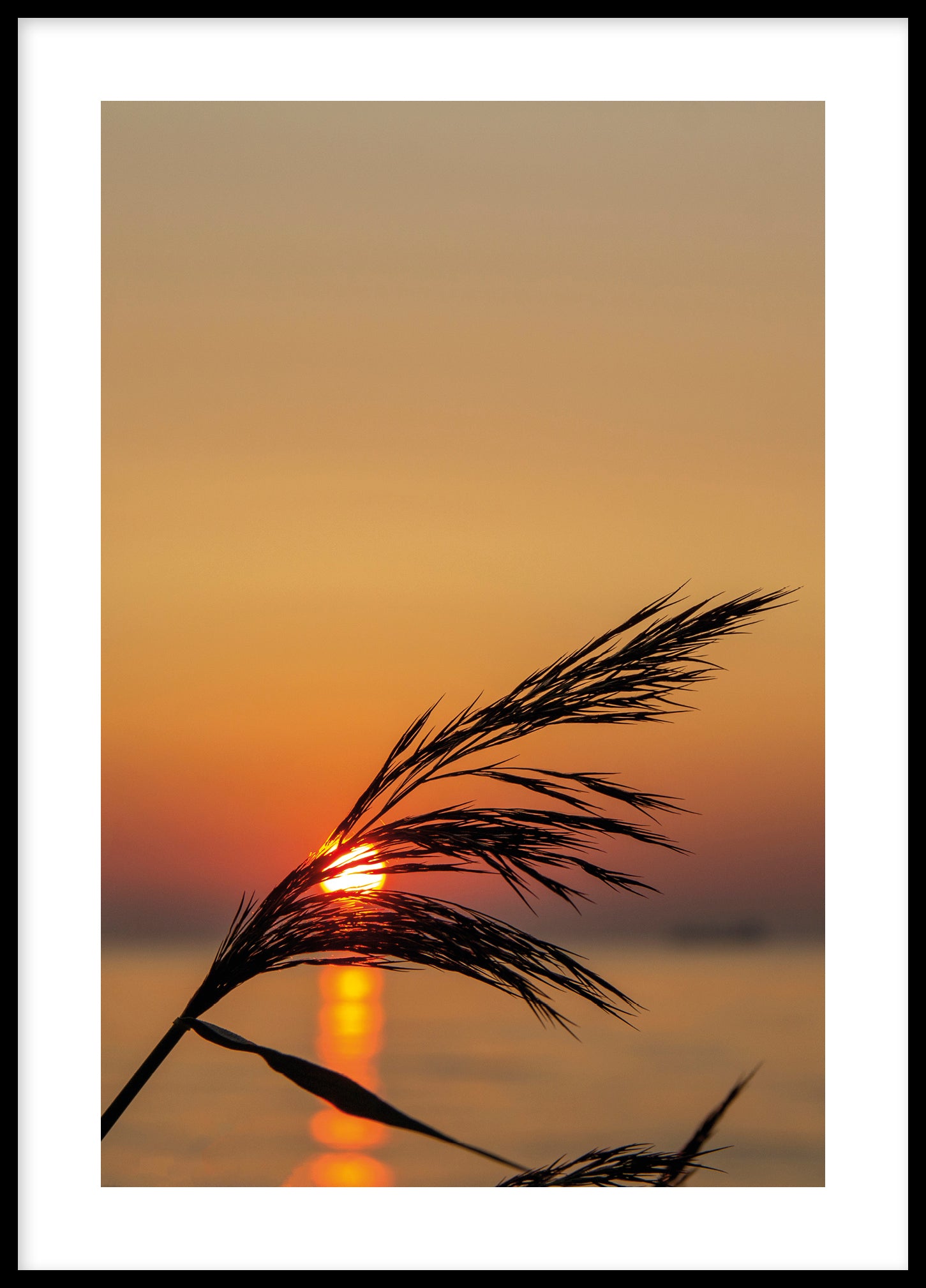 Morning color silhouette Gotland