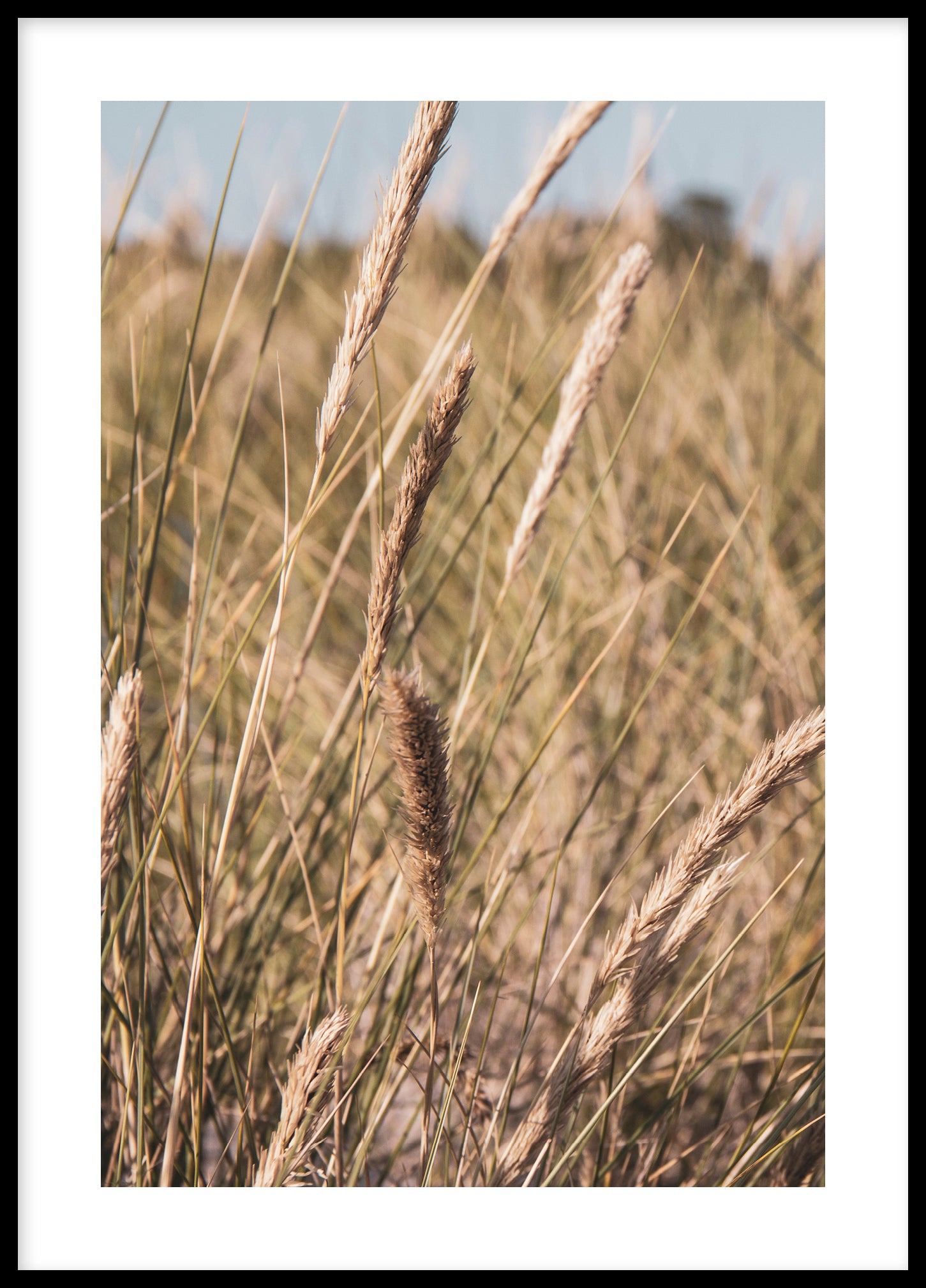 Grass by the sea