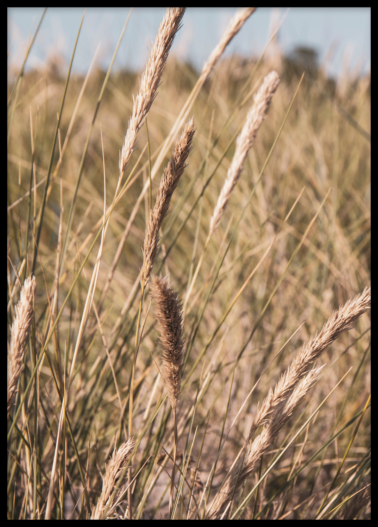 Grass by the sea