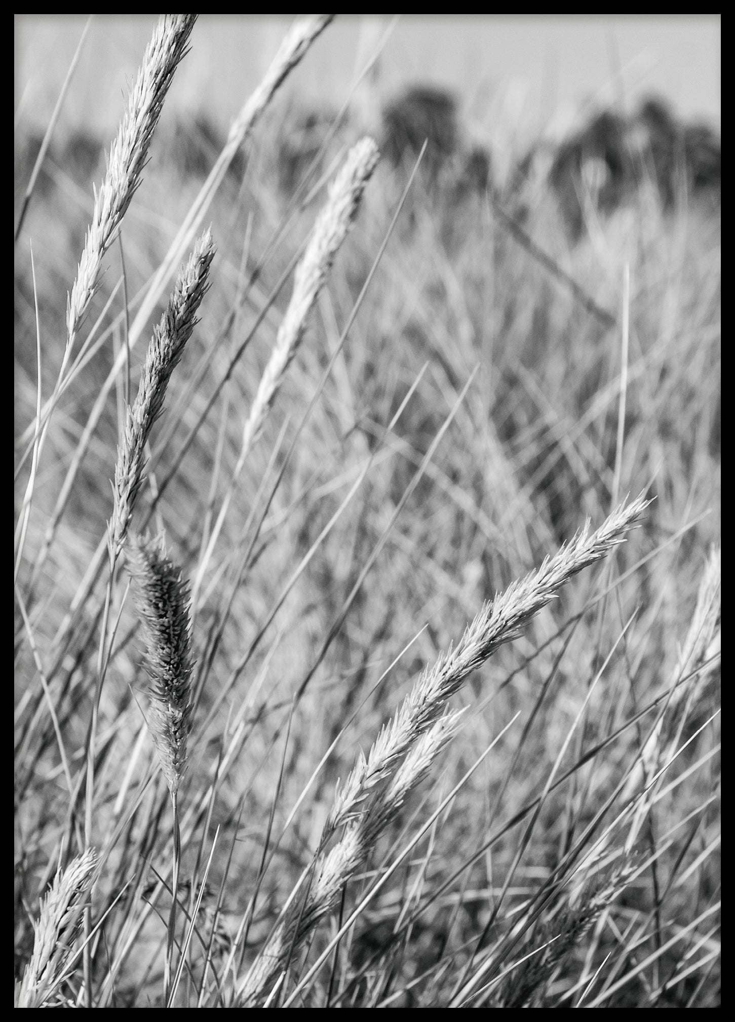 Grass by the sea BW