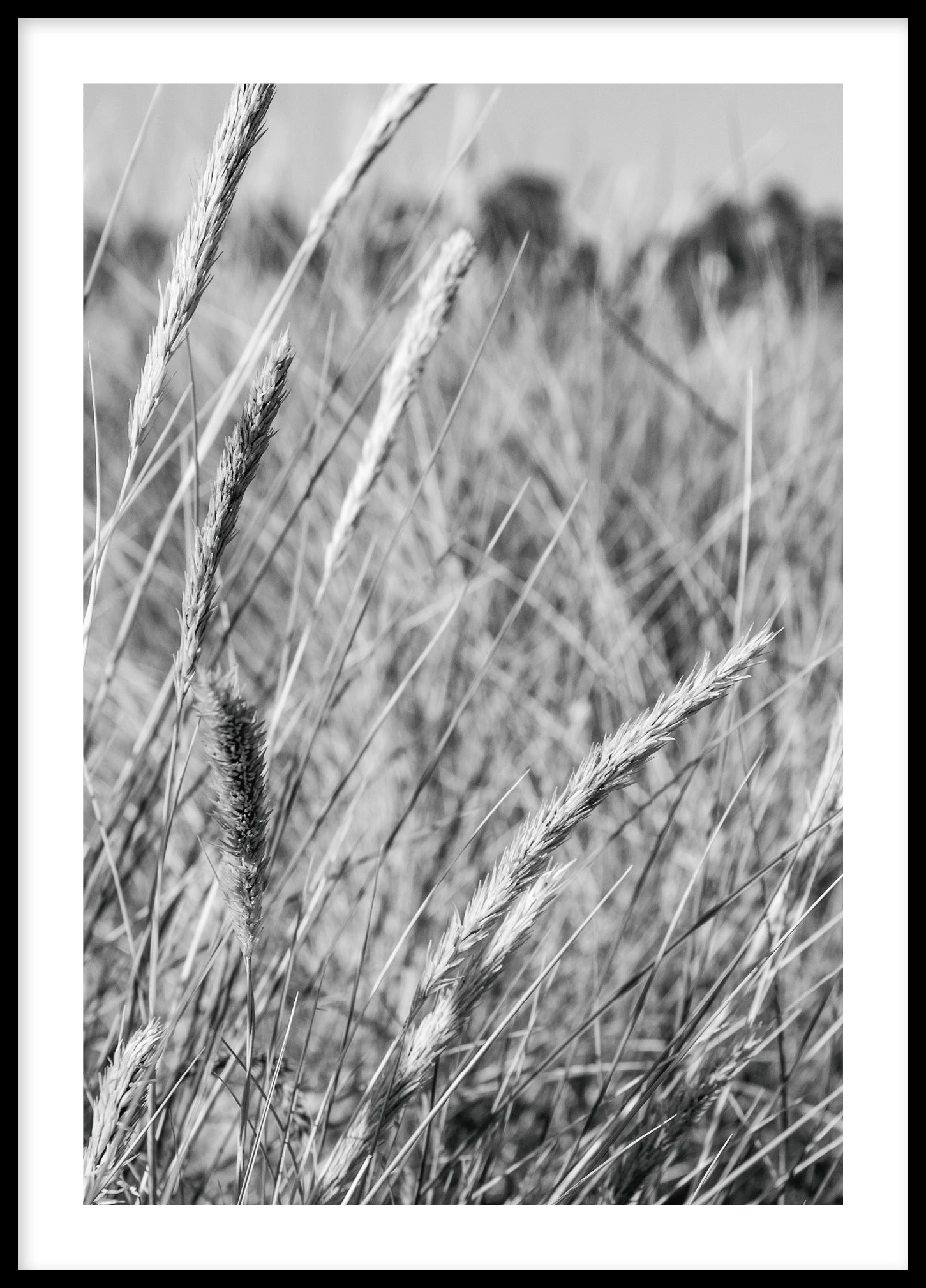 Grass by the sea BW