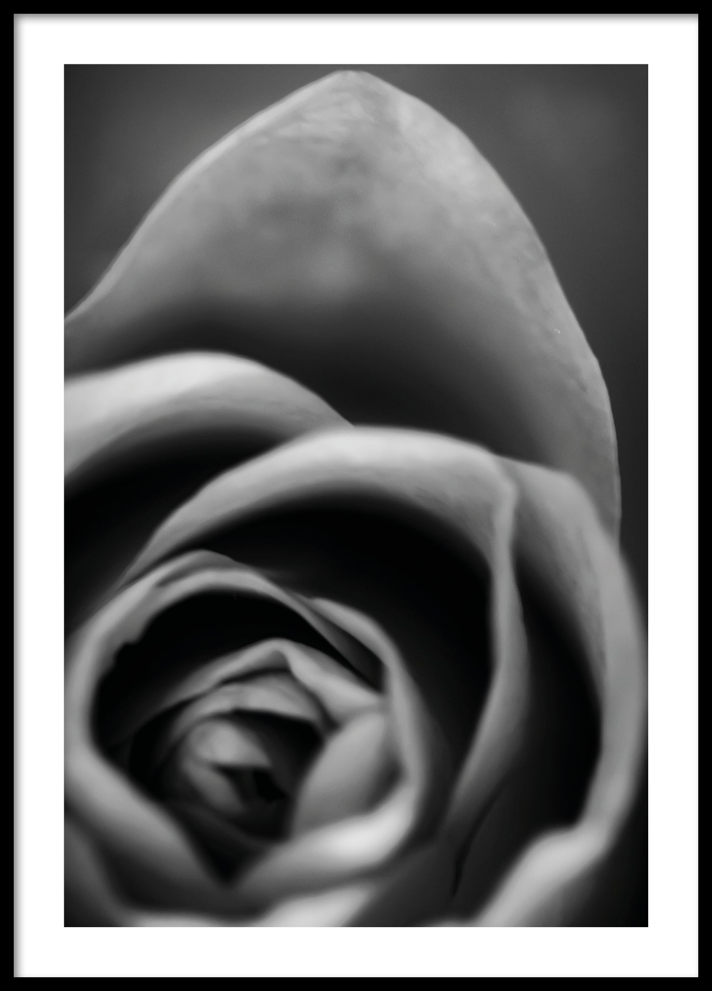 Rose Black and White