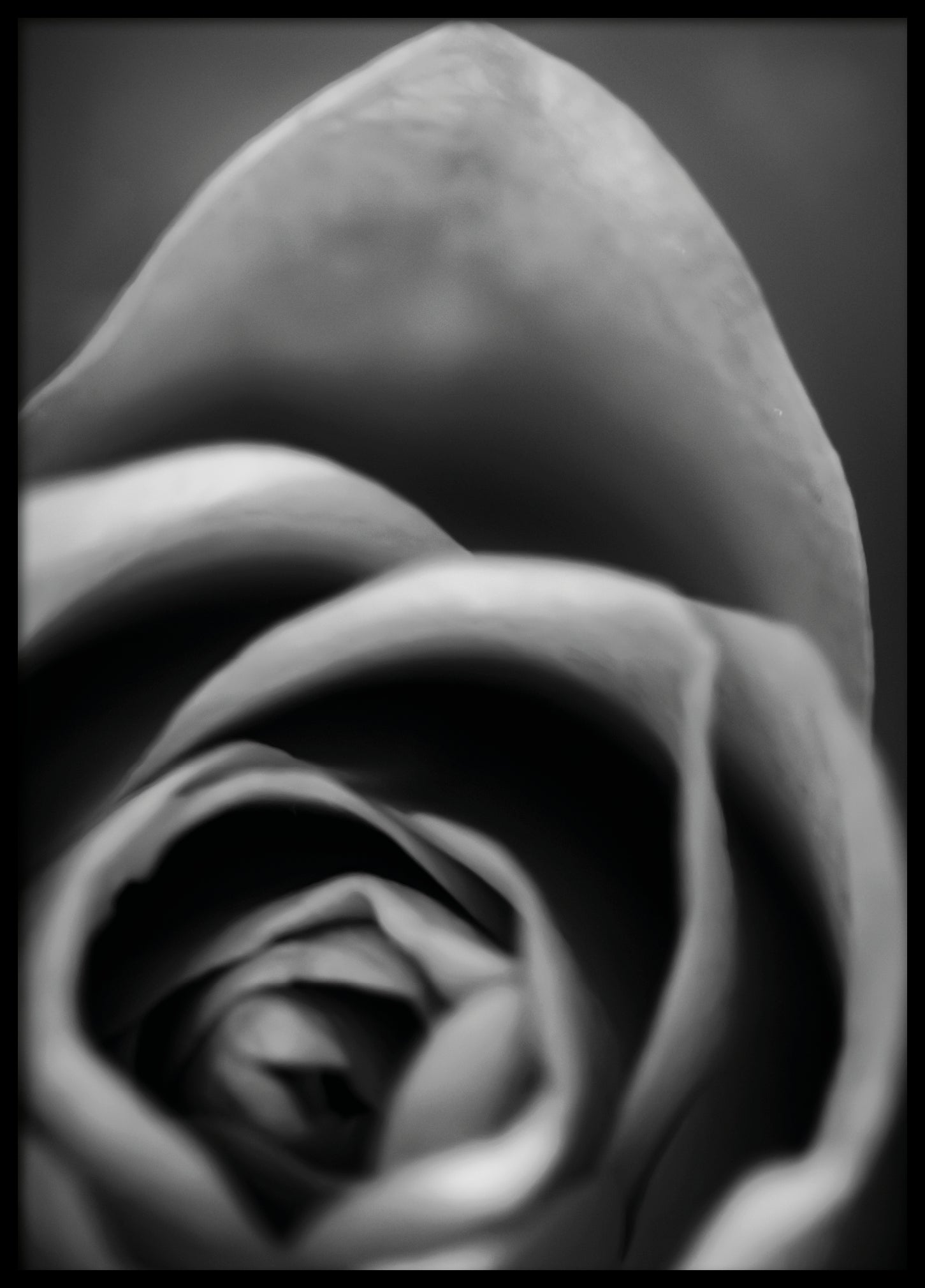 Rose Black and White