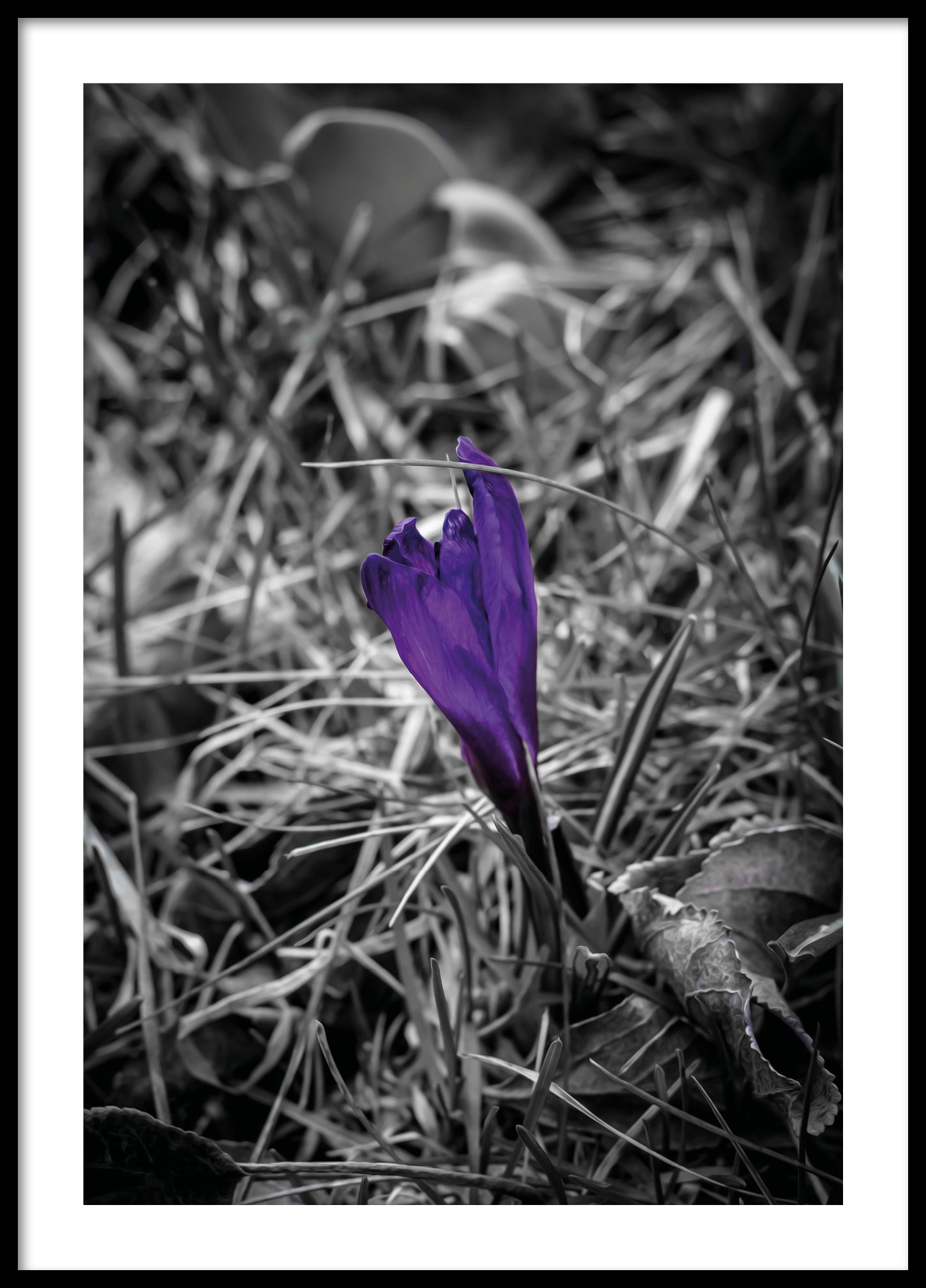 Purple flower