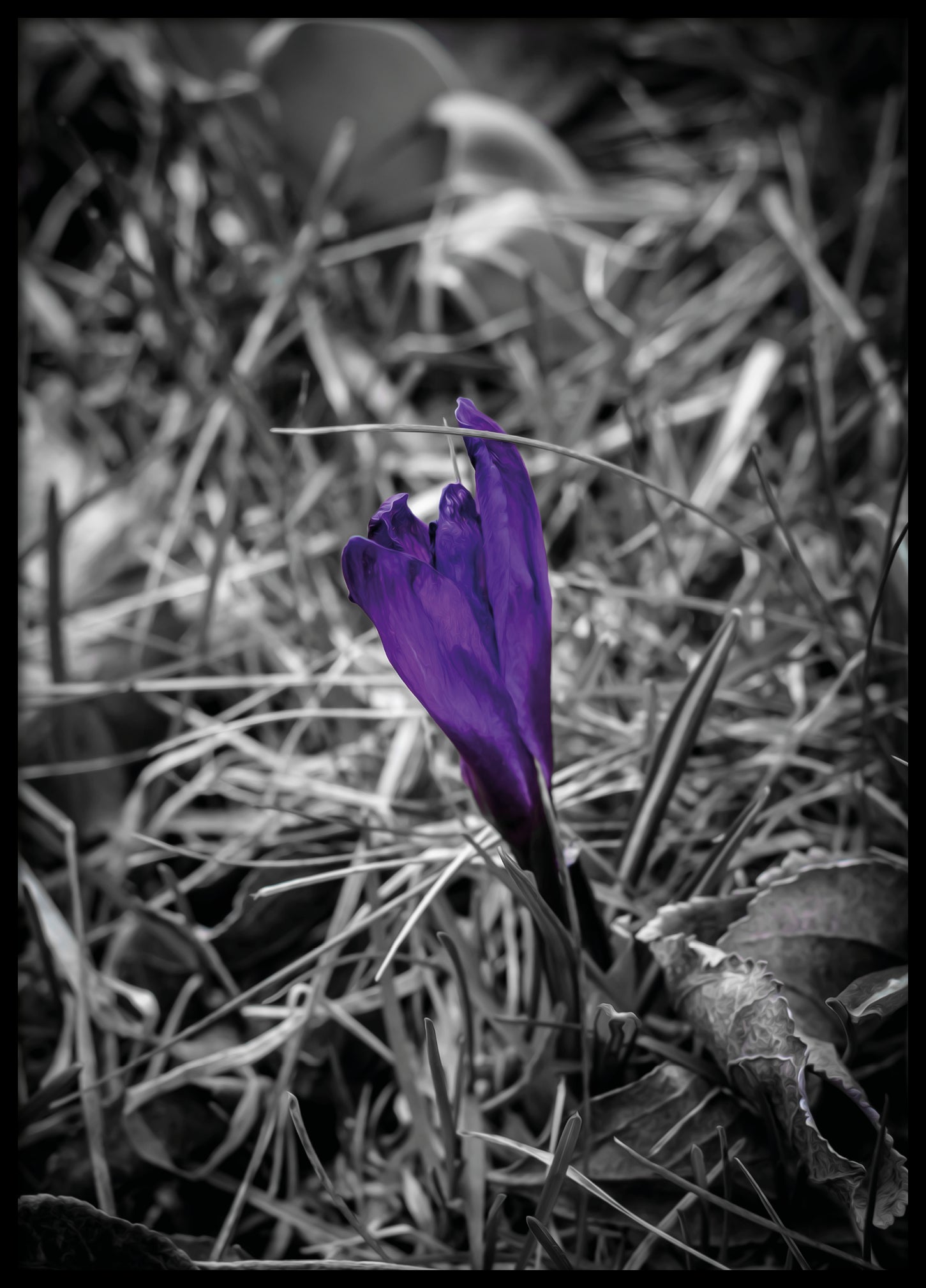 Purple flower