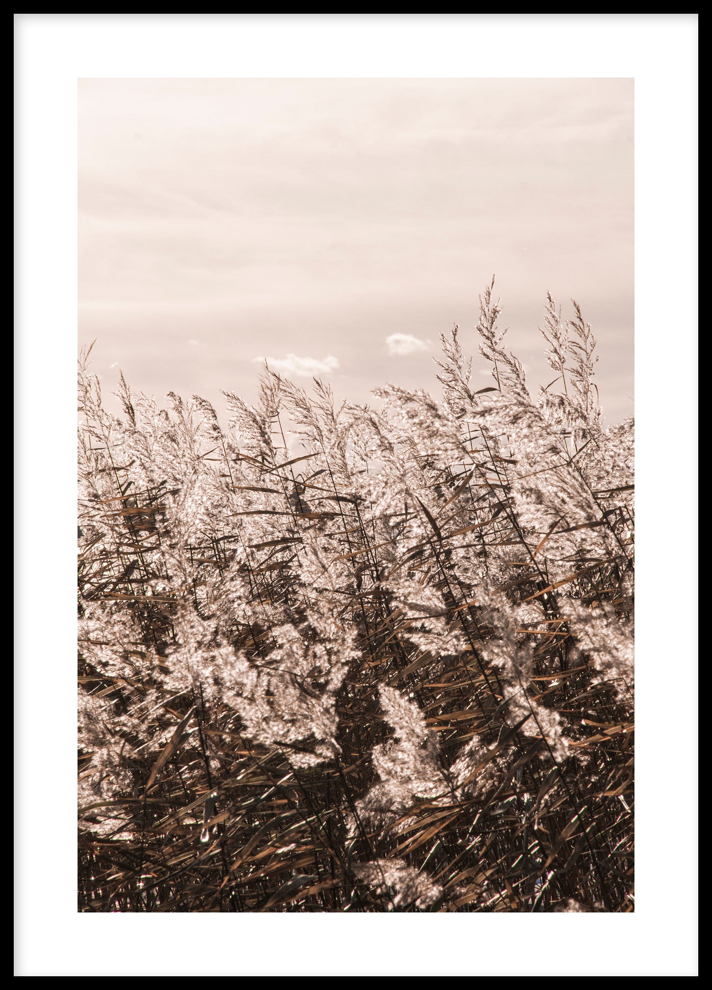 Reed by the sea poster