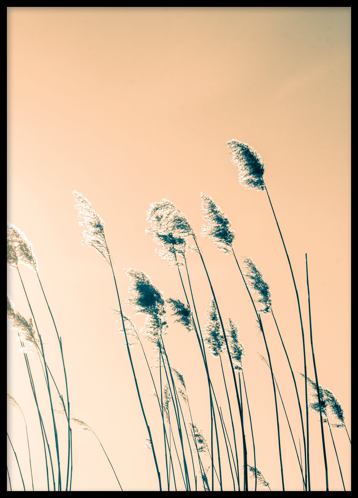 Reed color II