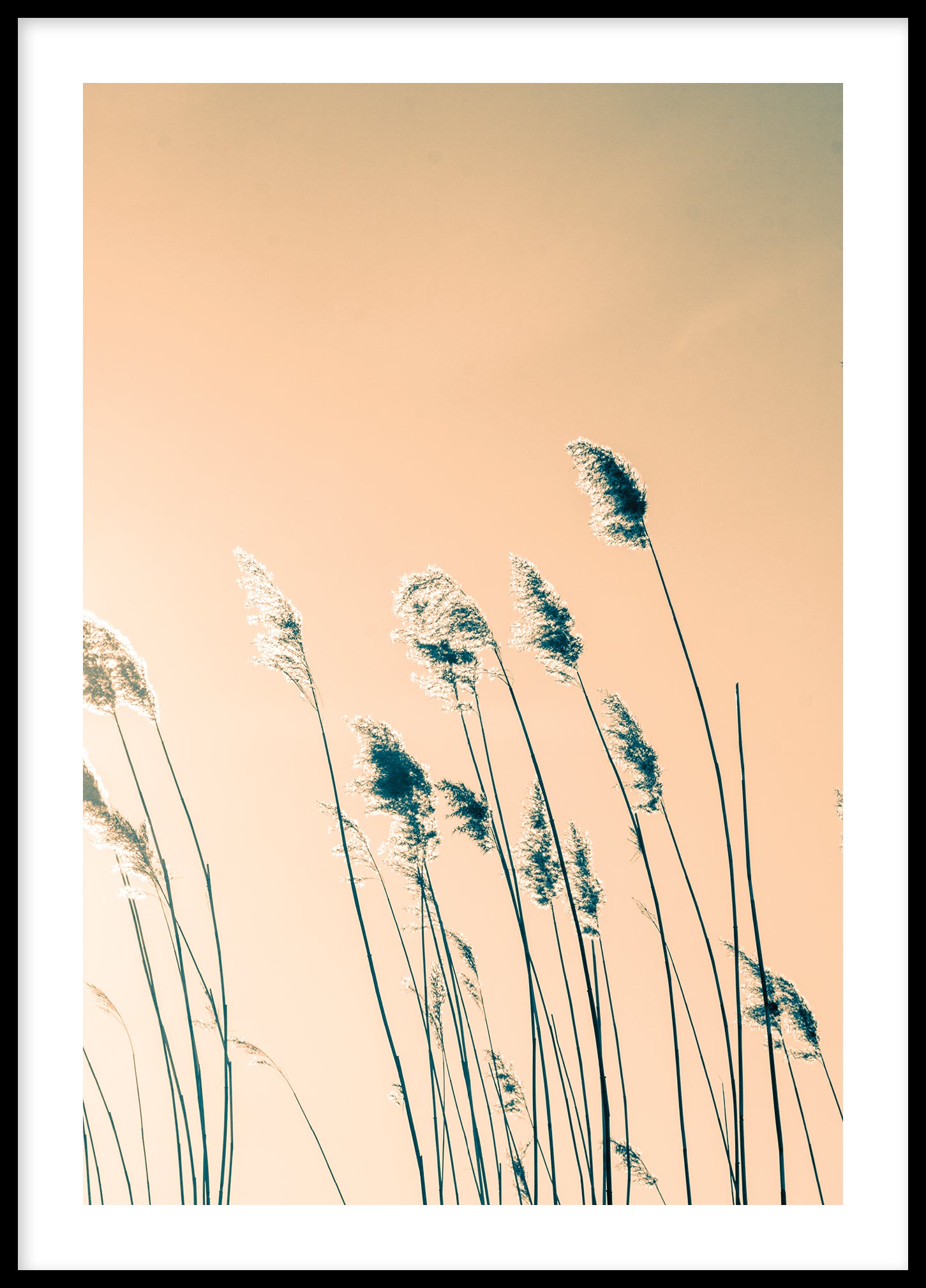 Reed color II