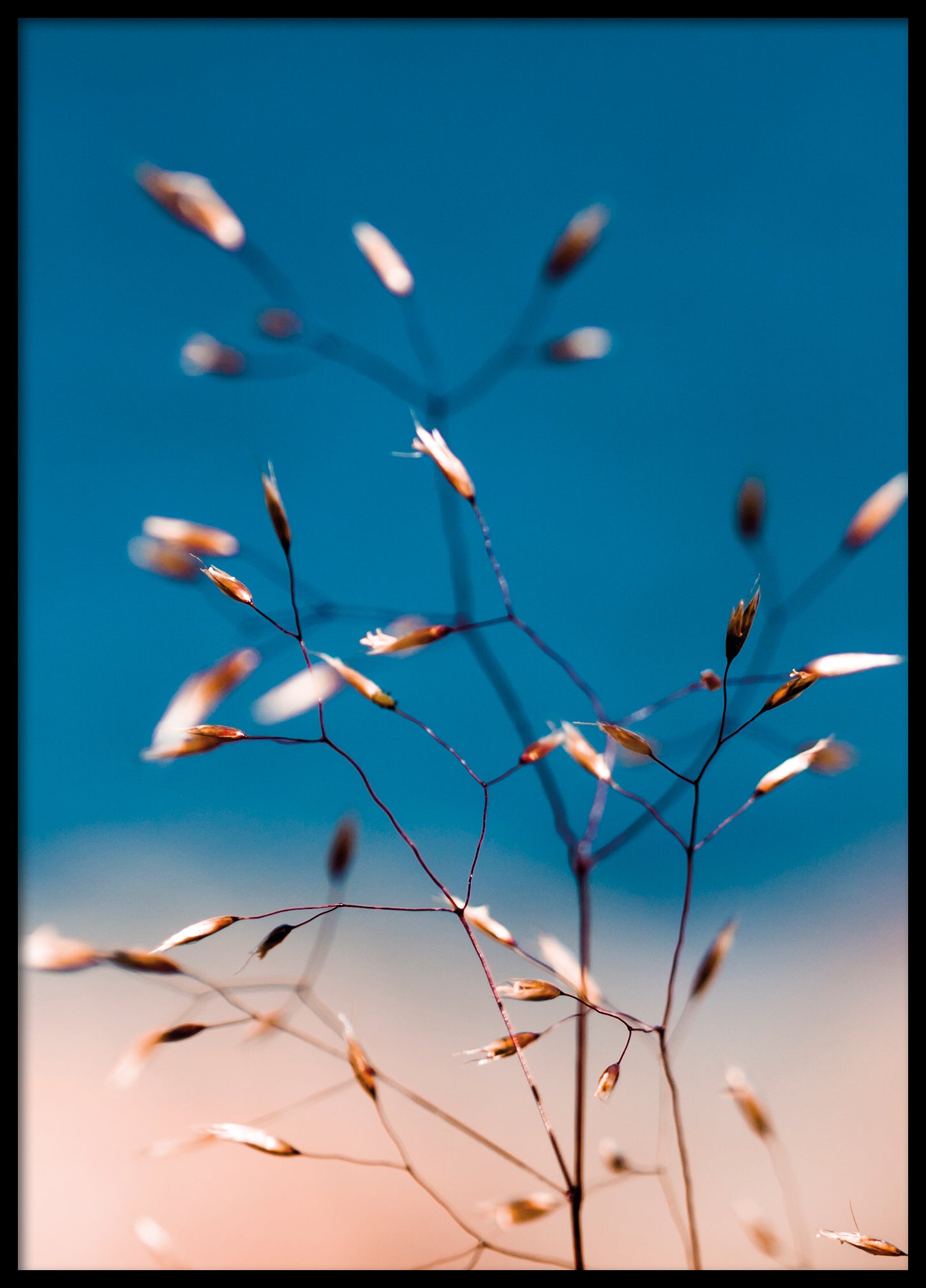 Flowers in colors