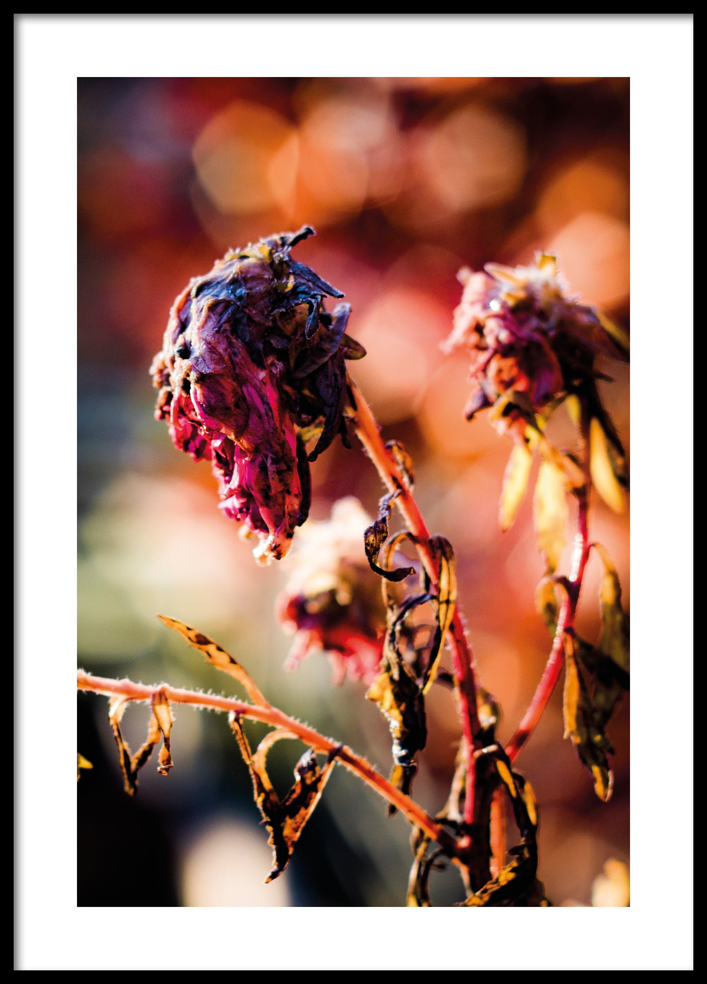 Late autumn flowers