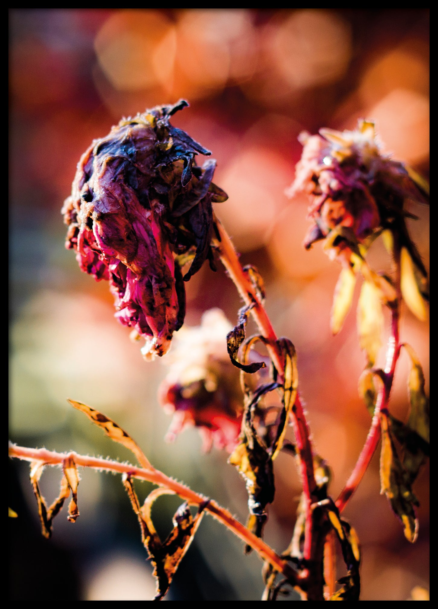 Late autumn flowers