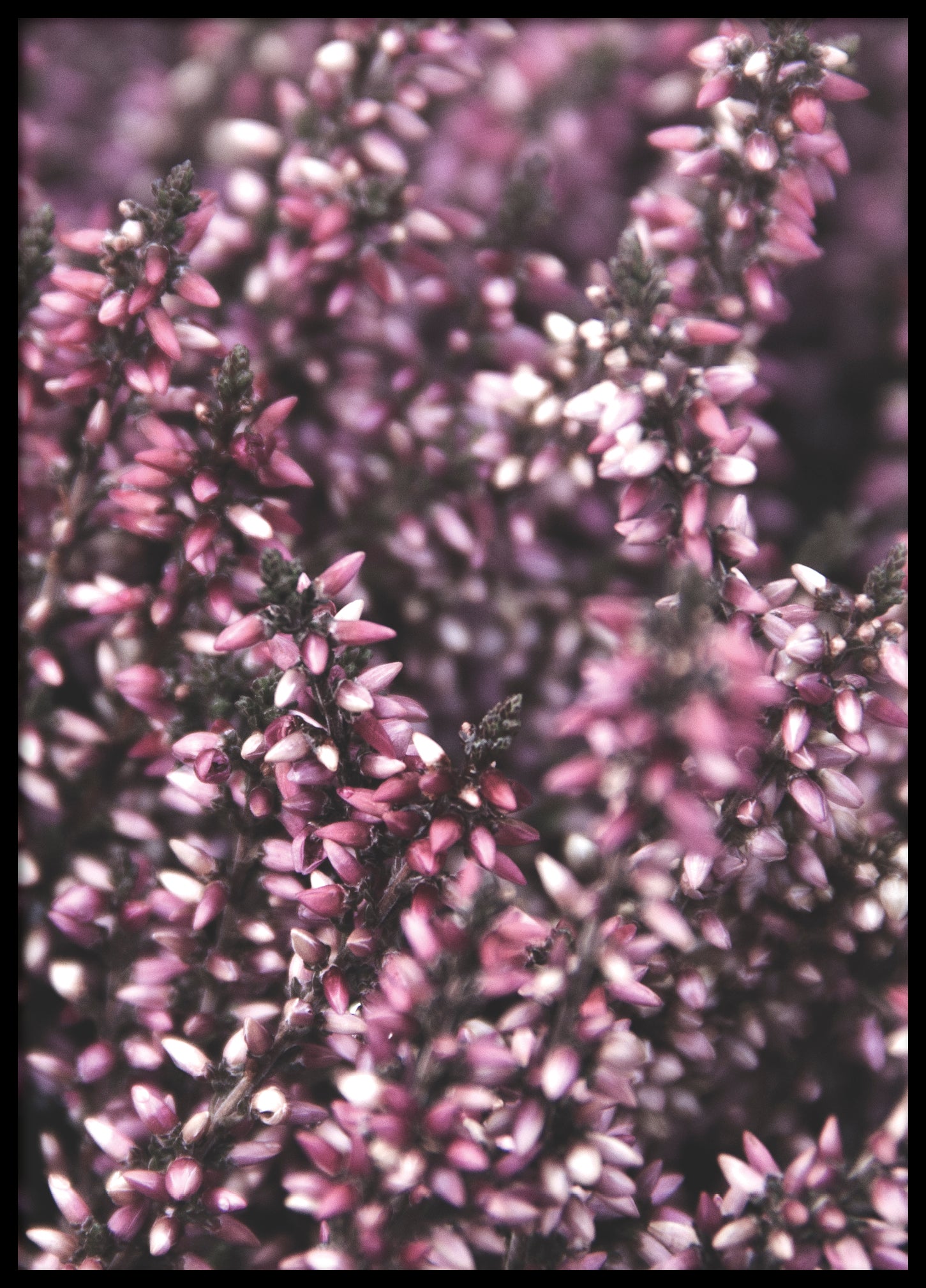 Heather flower