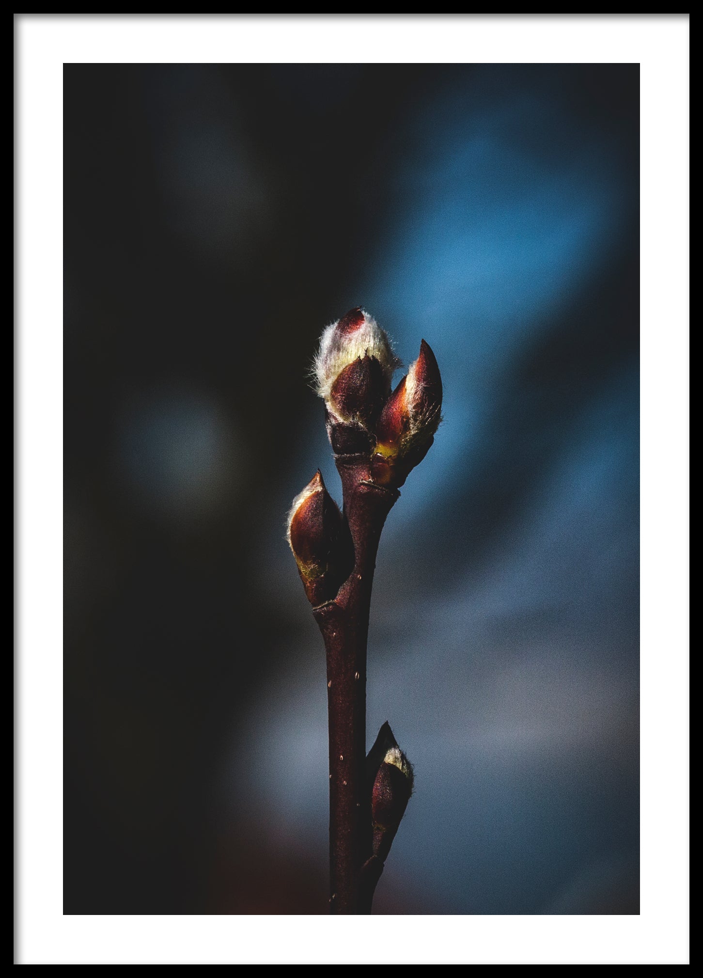 Spring plant bud