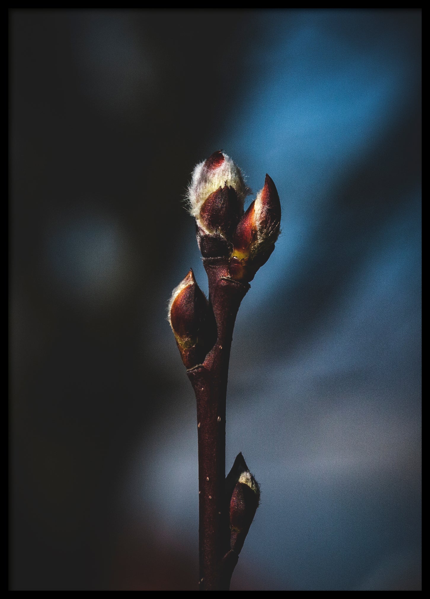 Spring plant bud