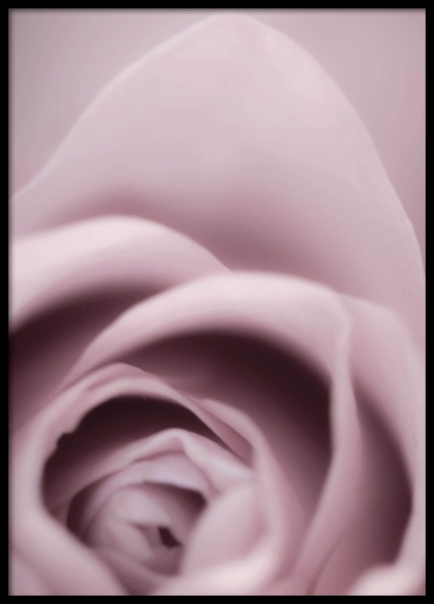 Rose II poster