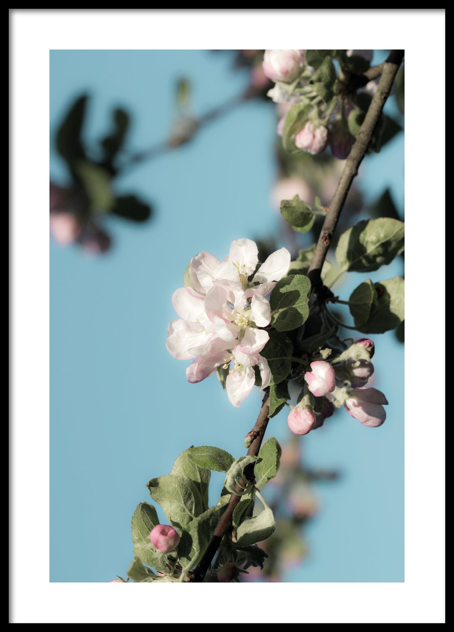 Spring apple tree poster