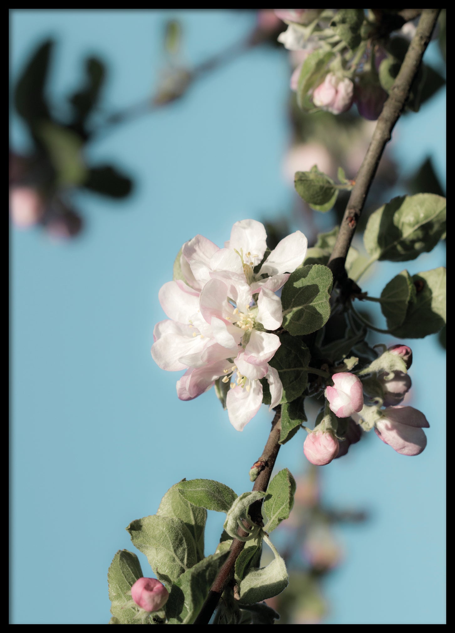 Spring apple tree poster